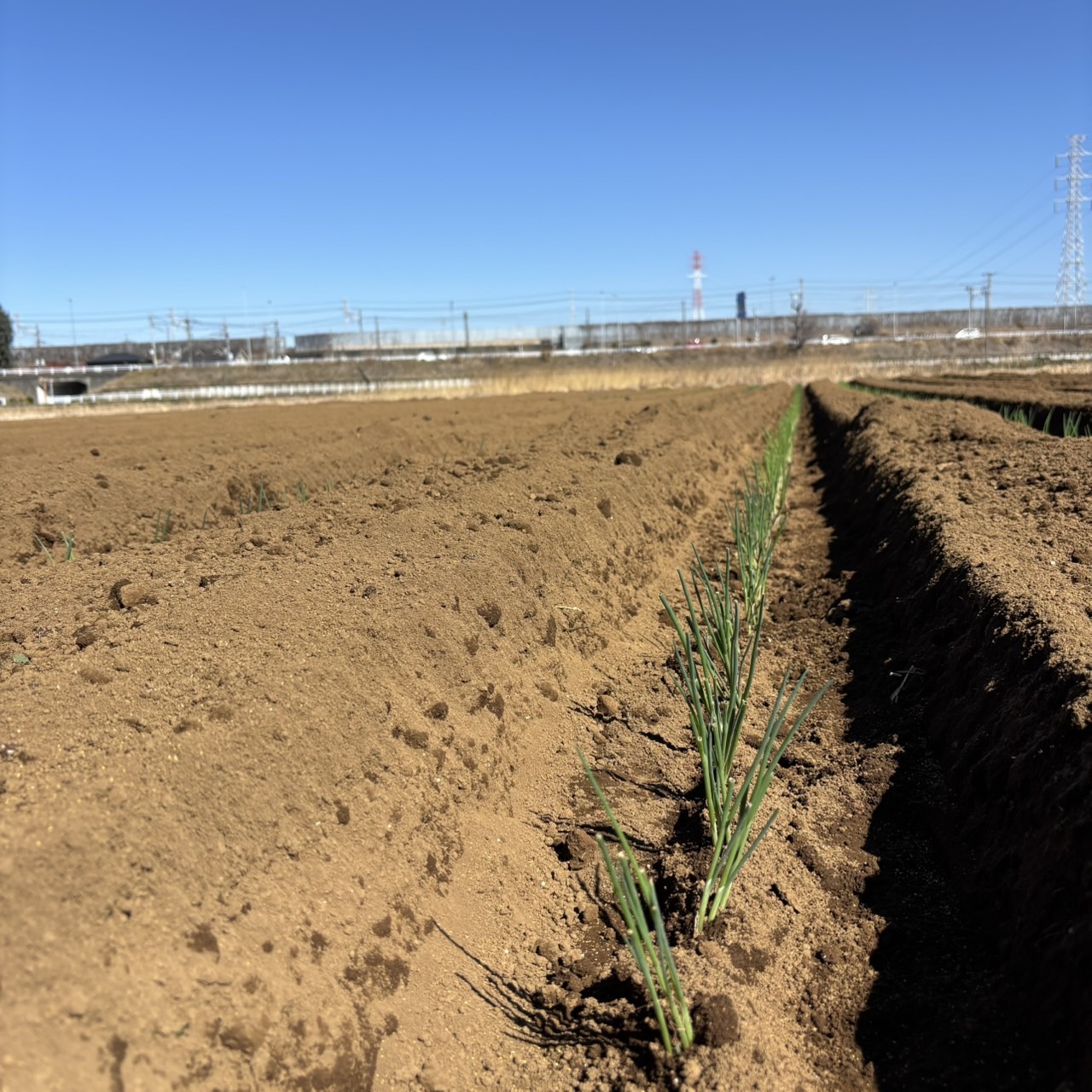 【来シーズンの矢切ねぎ定植】