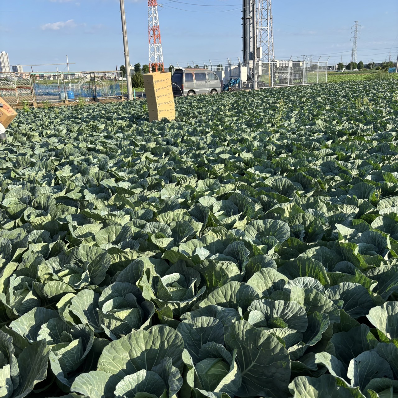 【矢切キャベツ 最後の畑に入りました】