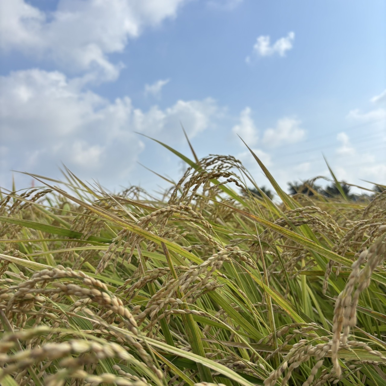 【実るほど頭を垂れる稲穂かな】