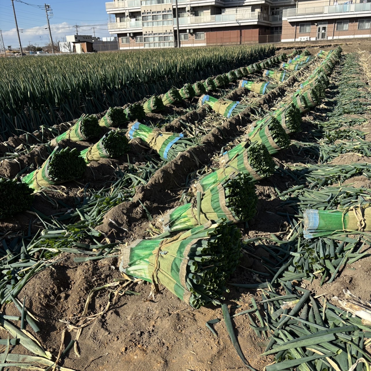 【矢切ねぎ 次の畑へ】