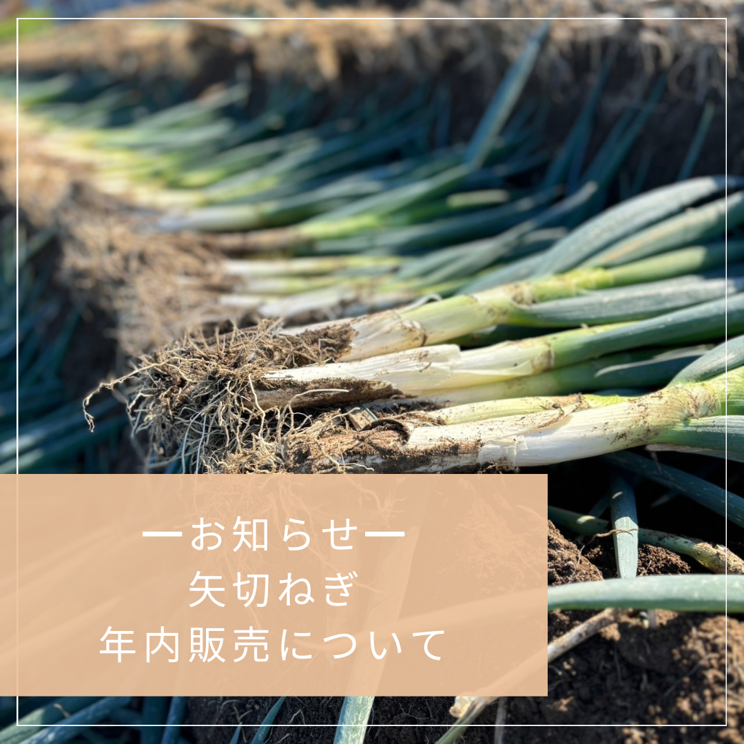 矢切ねぎ年内販売について