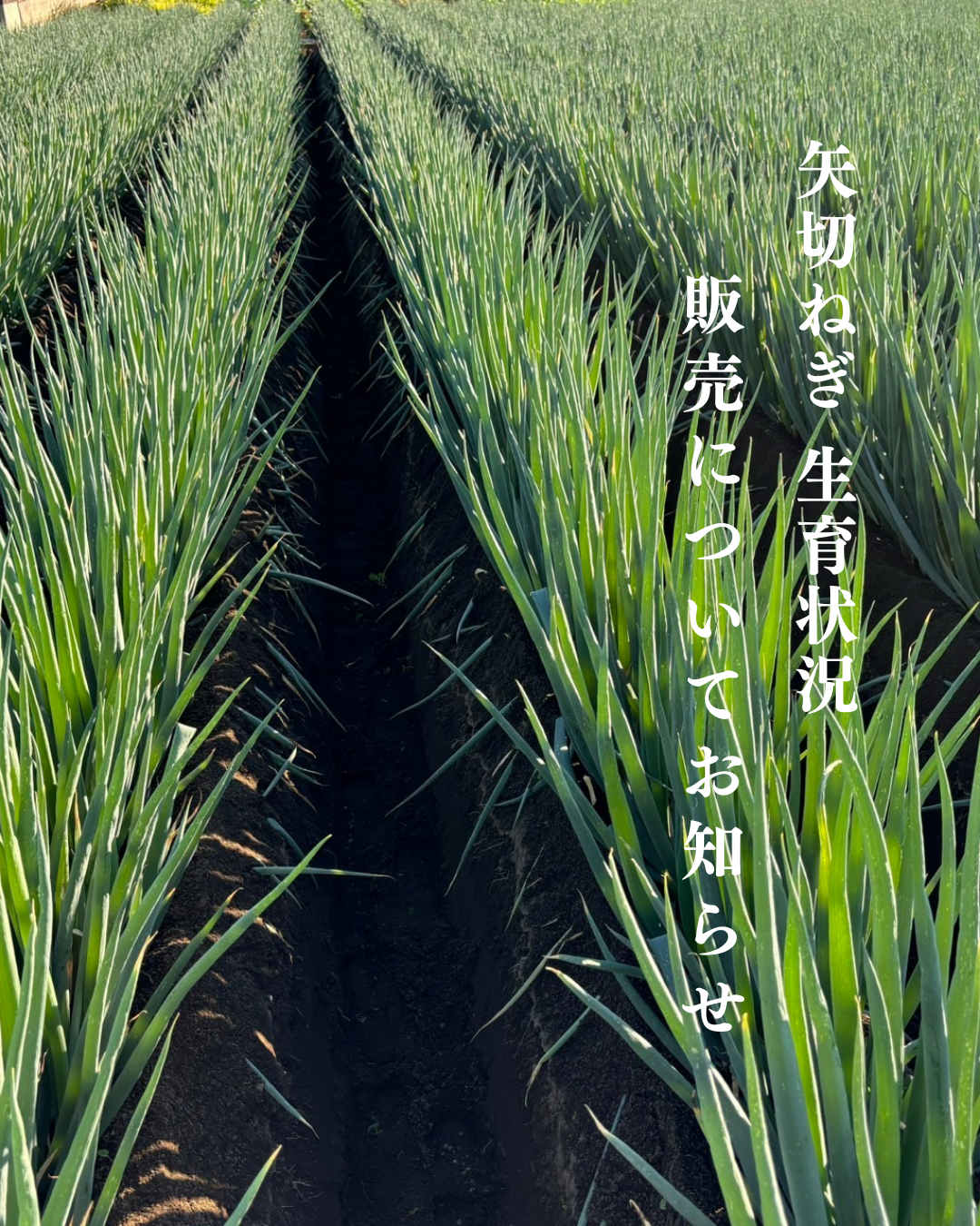 【矢切ねぎ 生育状況のお知らせ】