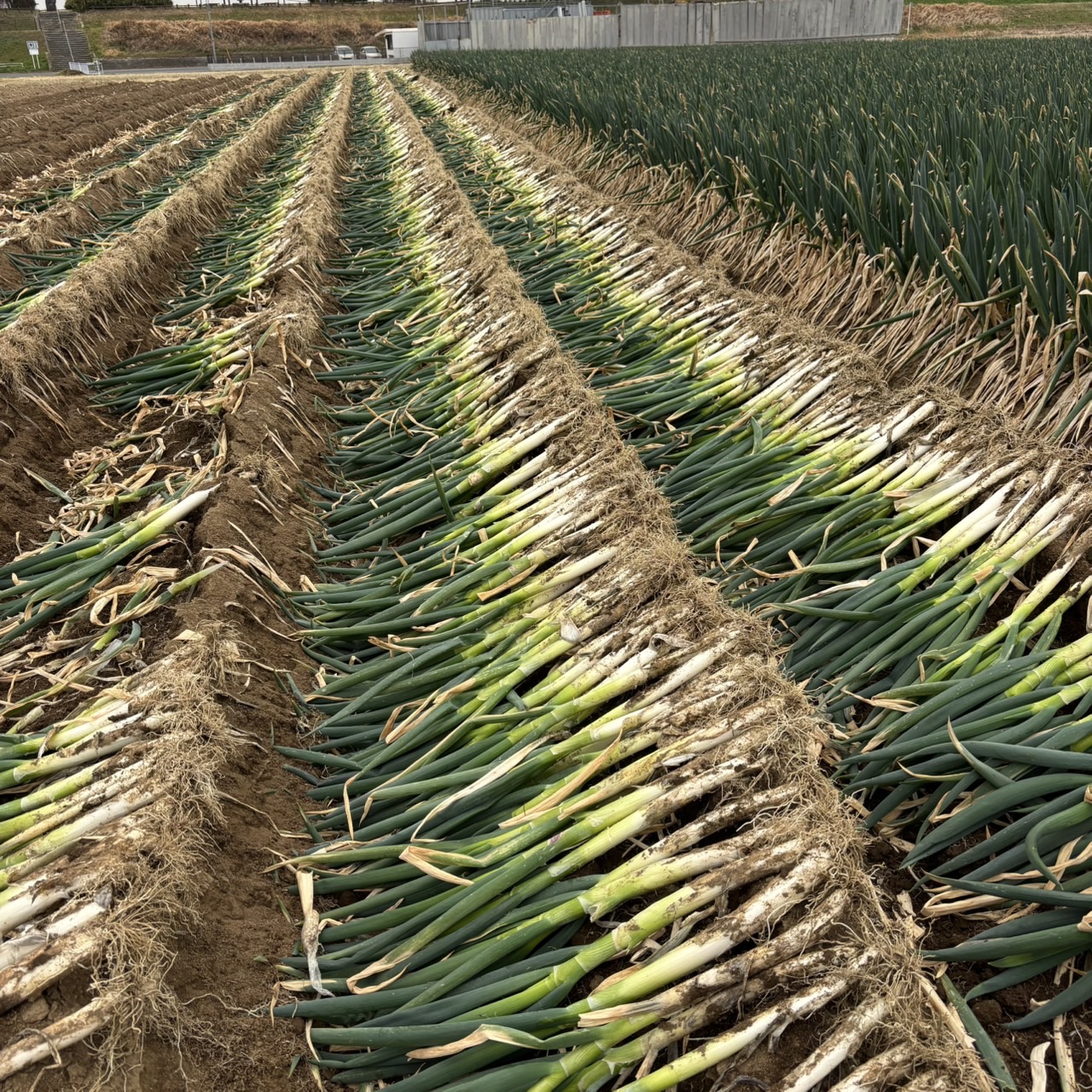 【雨の力/春の矢切ねぎもお楽しみに!!】