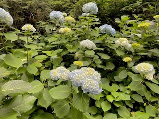 梅雨の時期にオススメ🫖