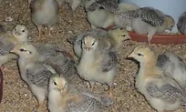 飼育におけるこだわり