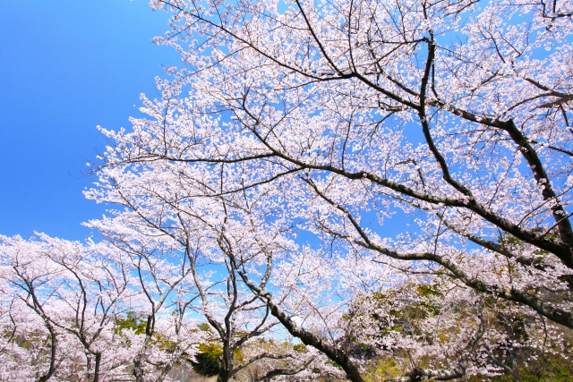 秋田も桜が咲き始めました！