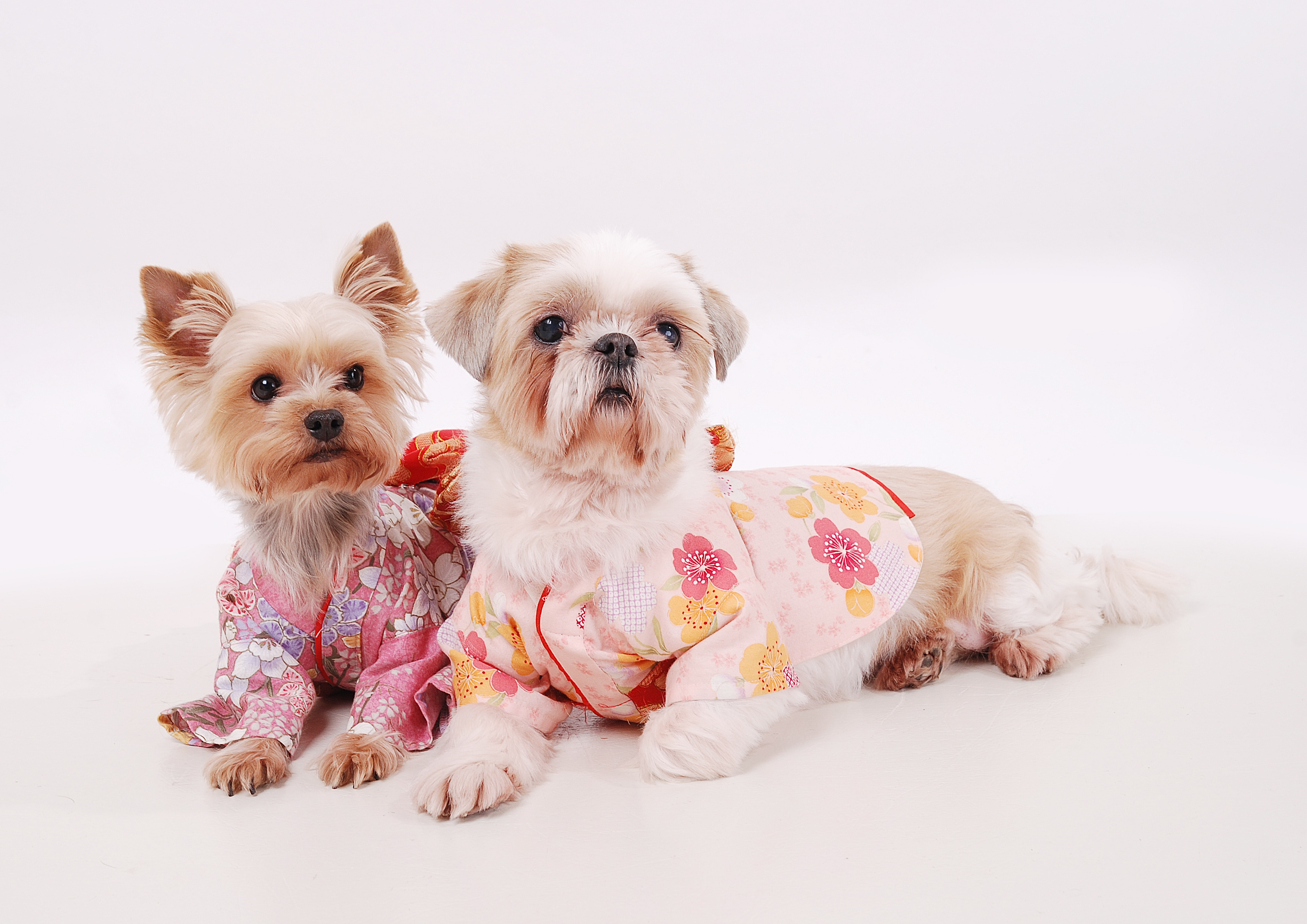 愛犬たちとペット仏壇