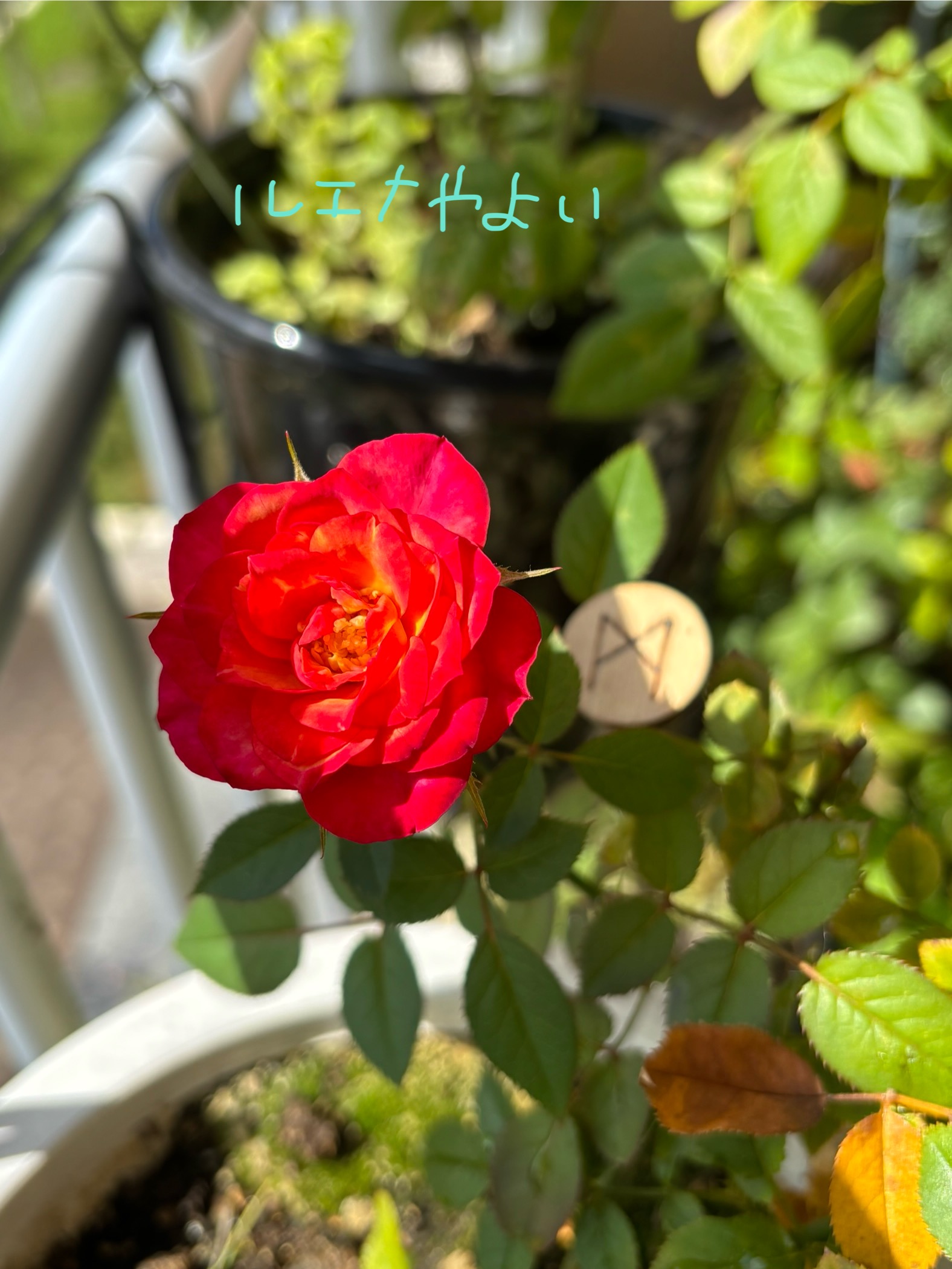 10月17日のルーン。