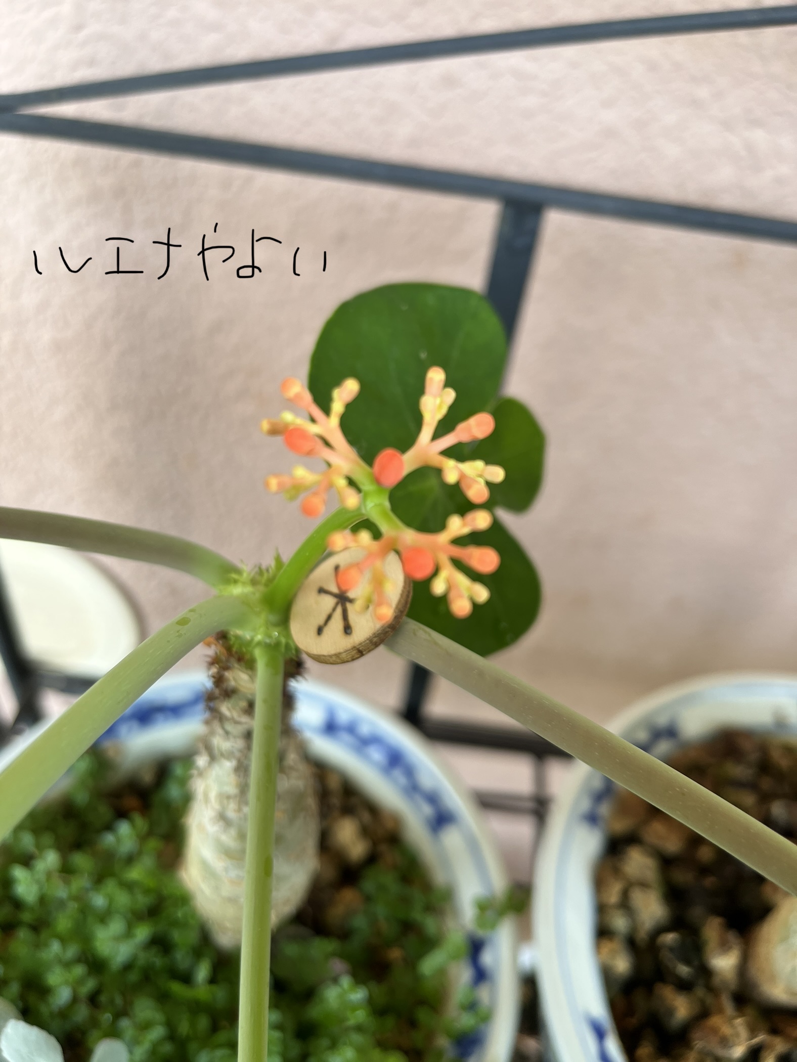 7月9日のルーン