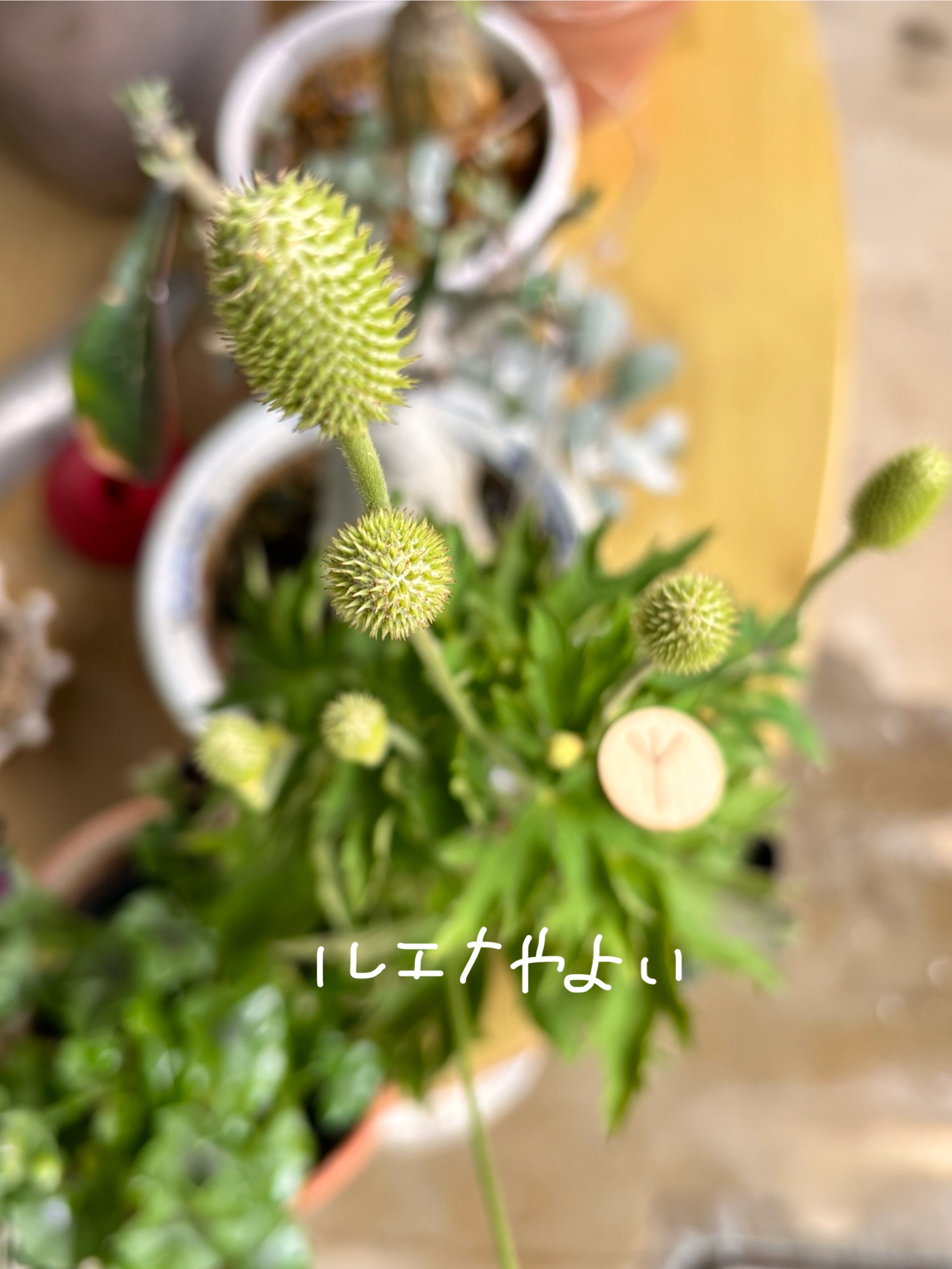 7月5日のルーン