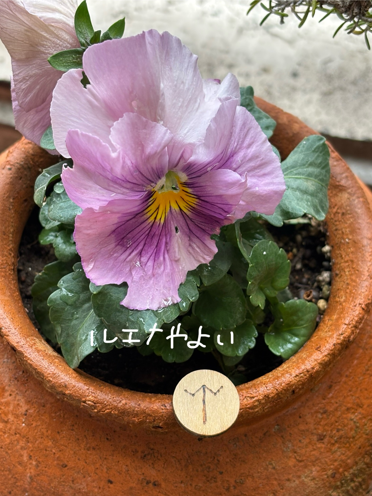 2月5日のルーン