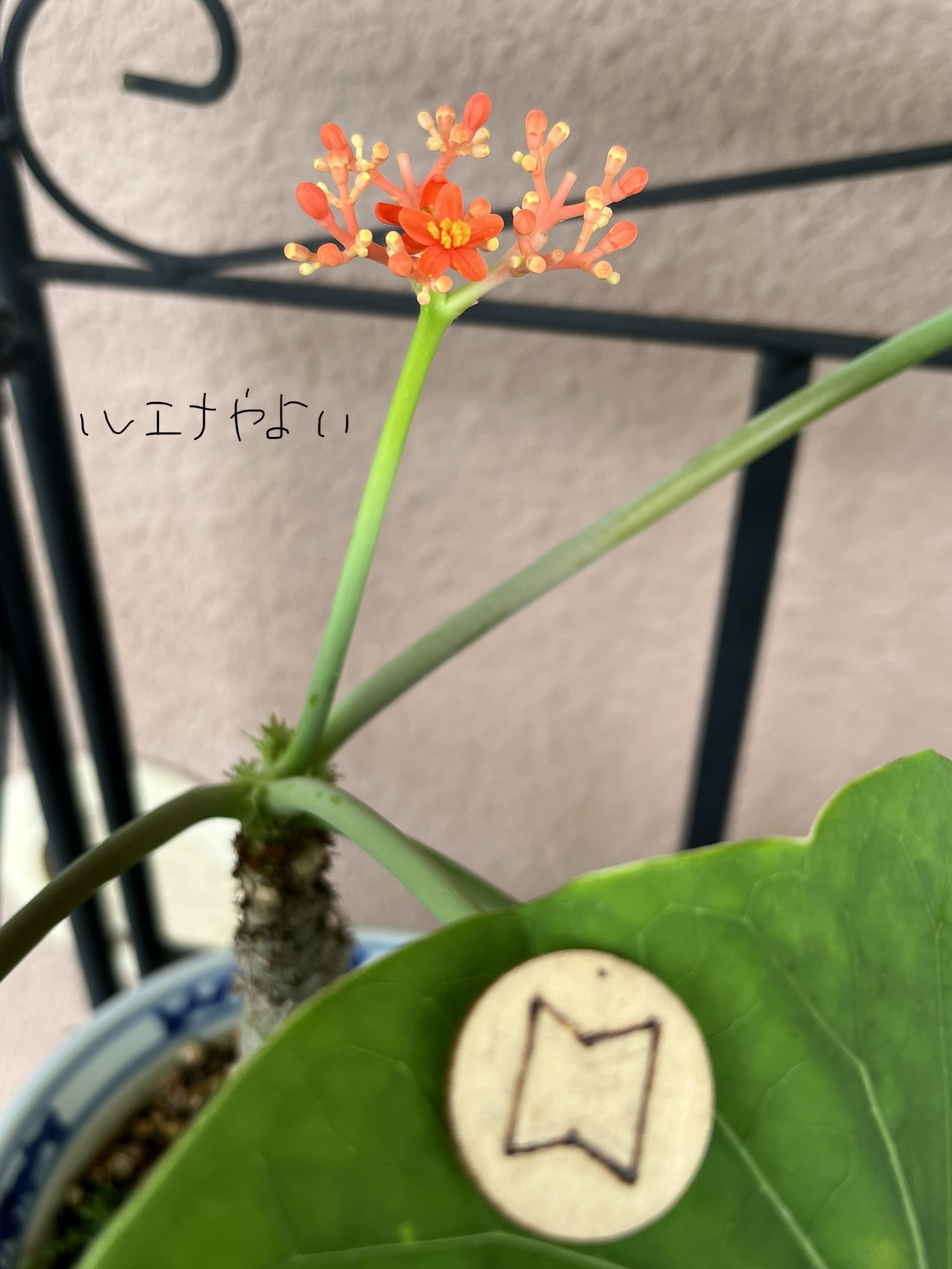 7月14日のルーン