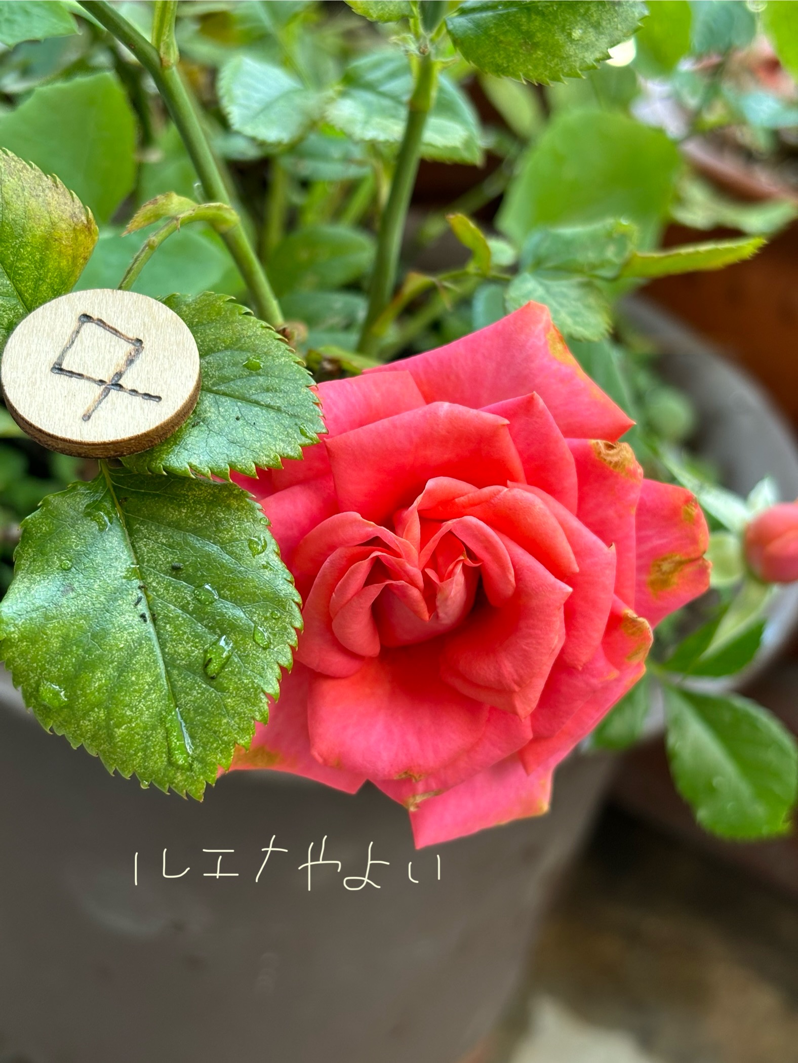 7月7日のルーン