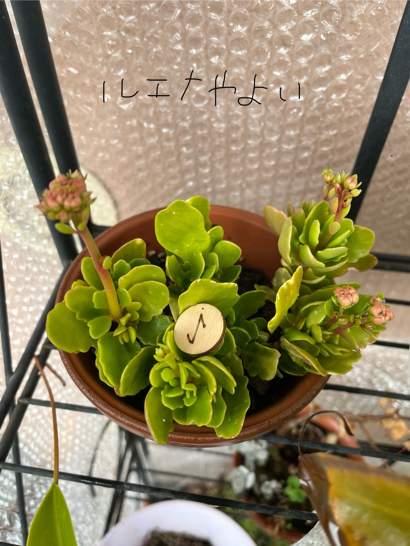 12月12日のルーン