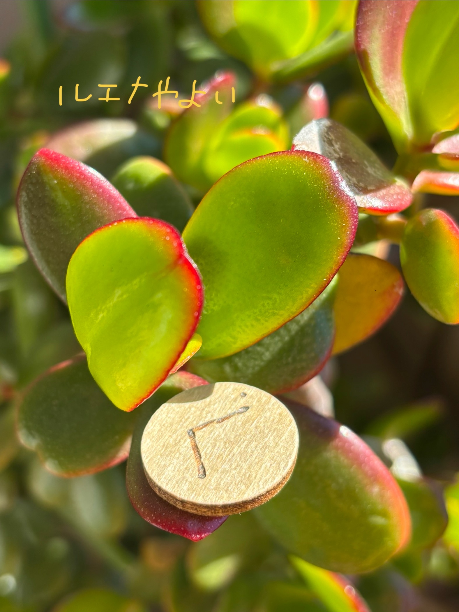 1月12日のルーン