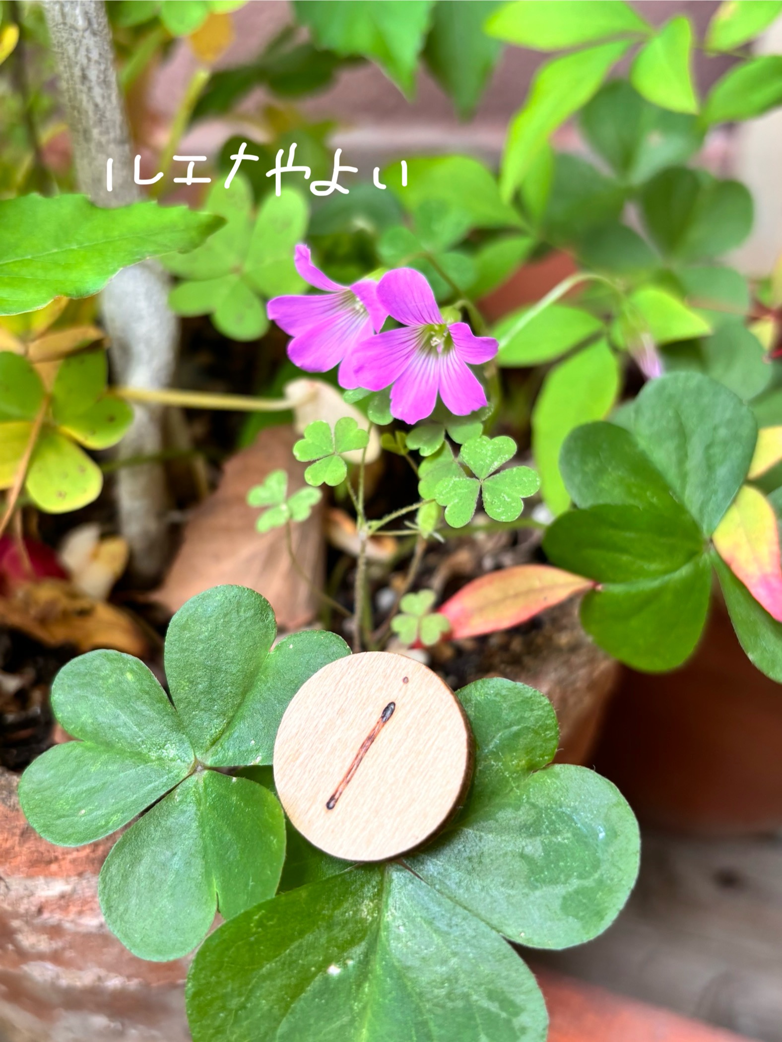 5月25日のルーン