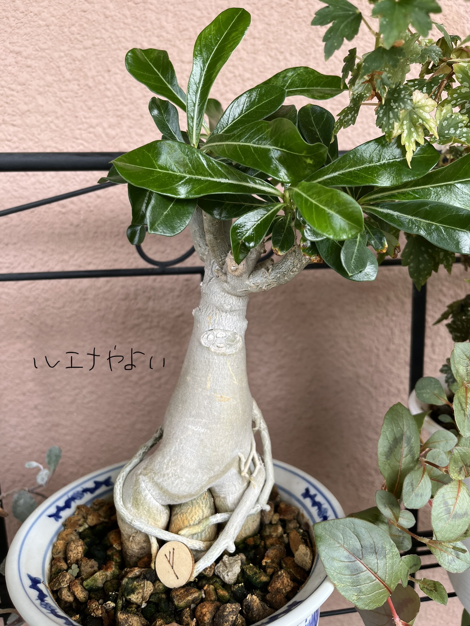 8月30日のルーン