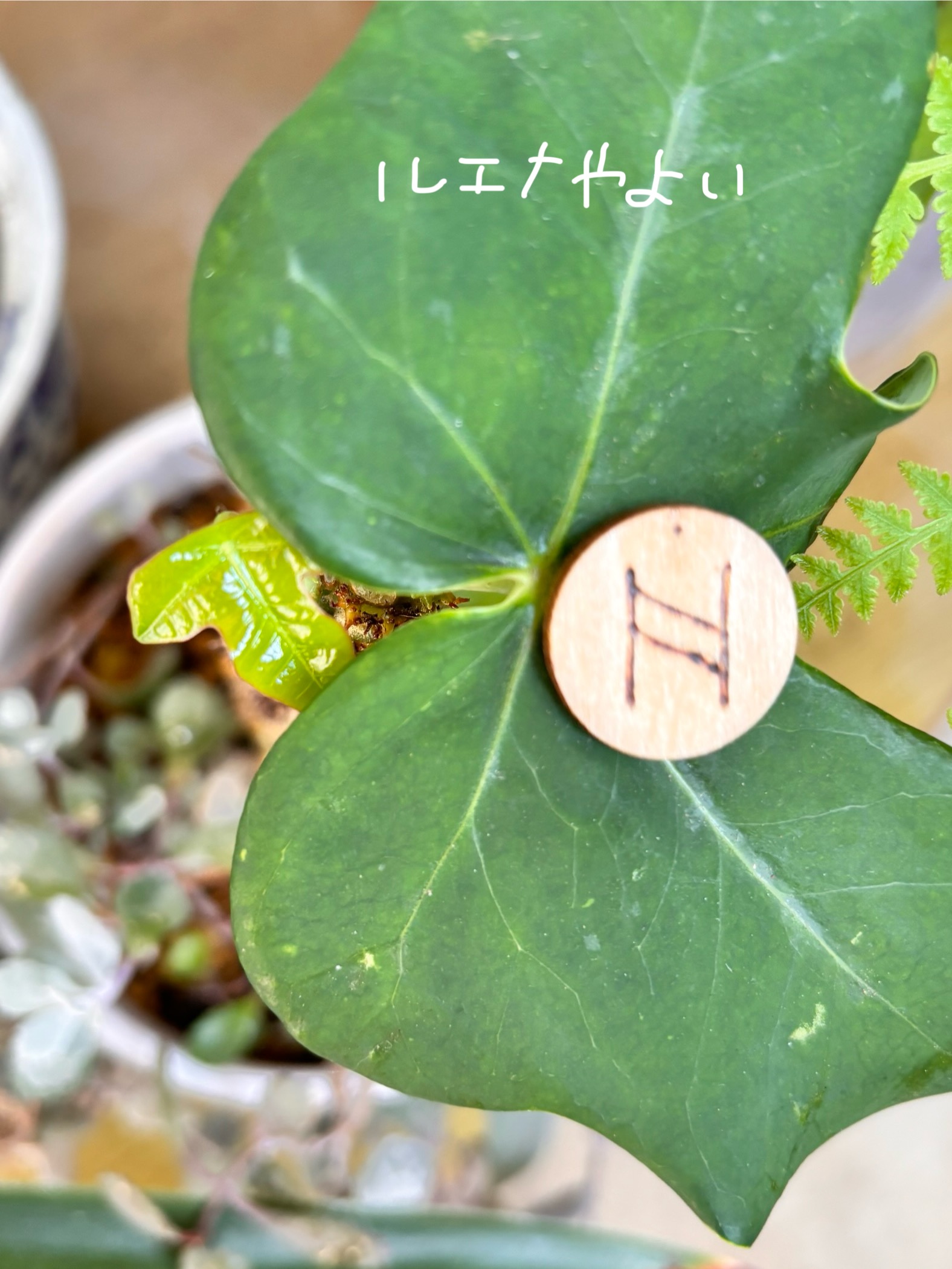 7月23日のルーン
