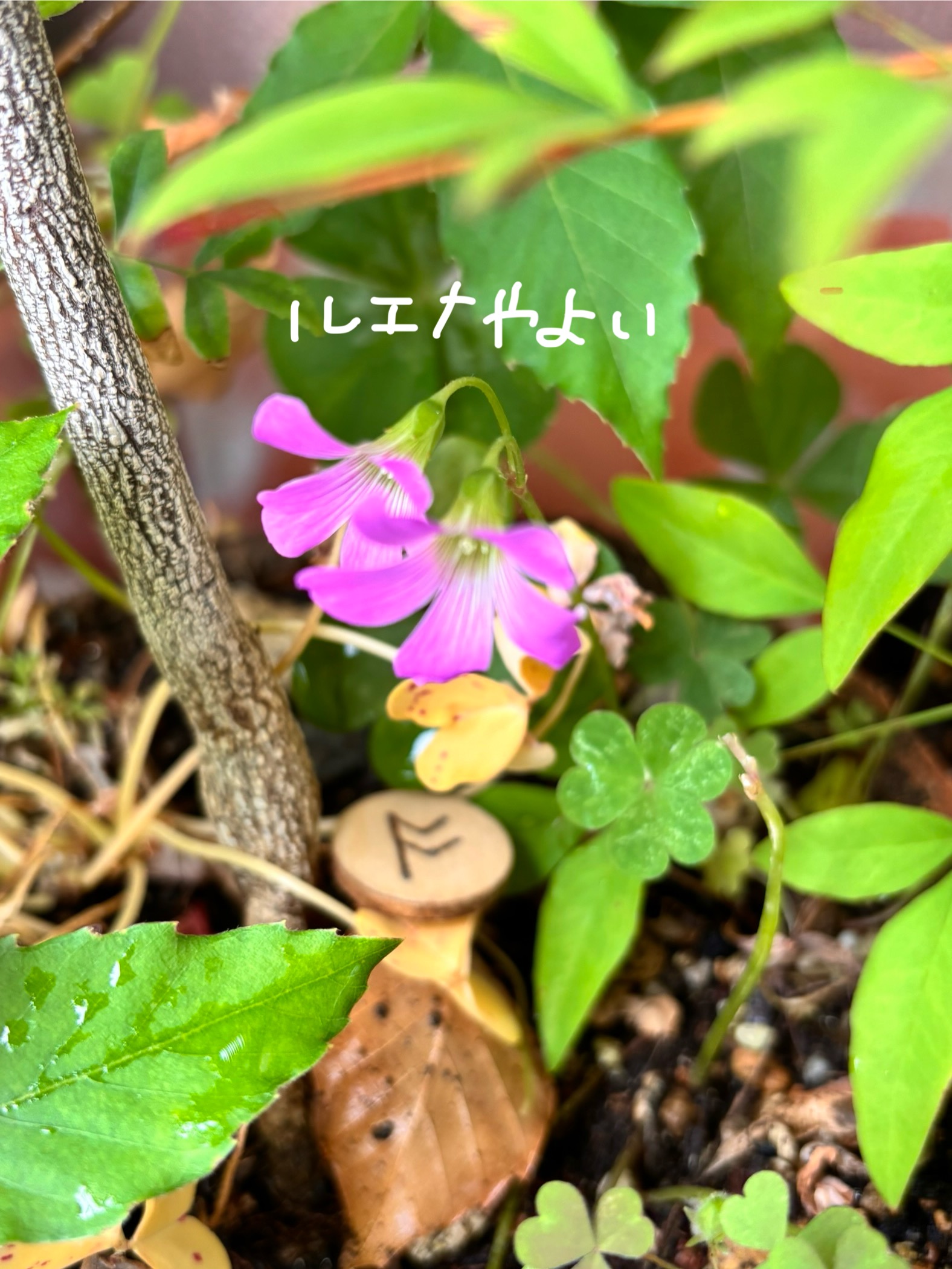 5月31日のルーン