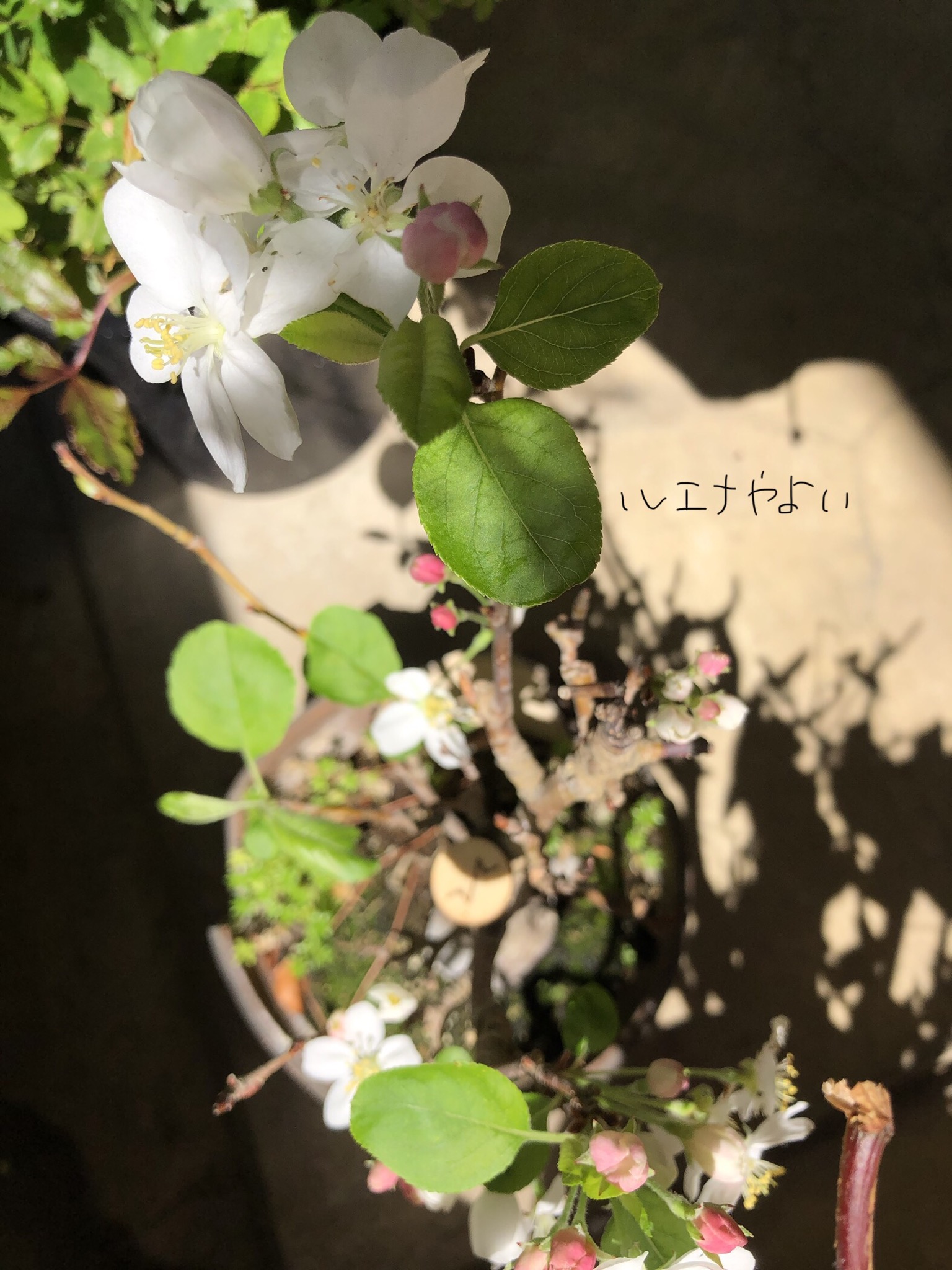 4月20日のルーン