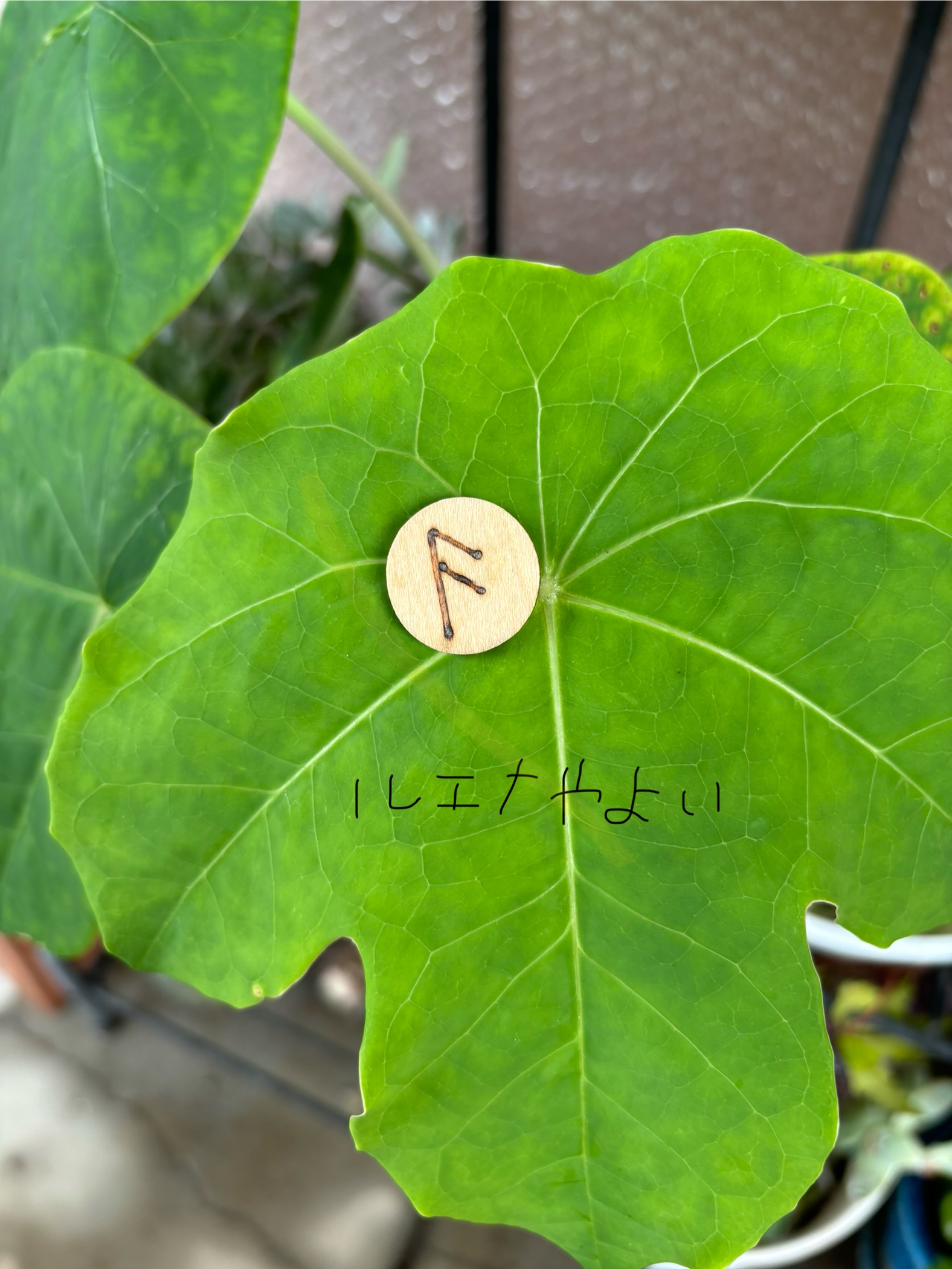 8月20日のルーン