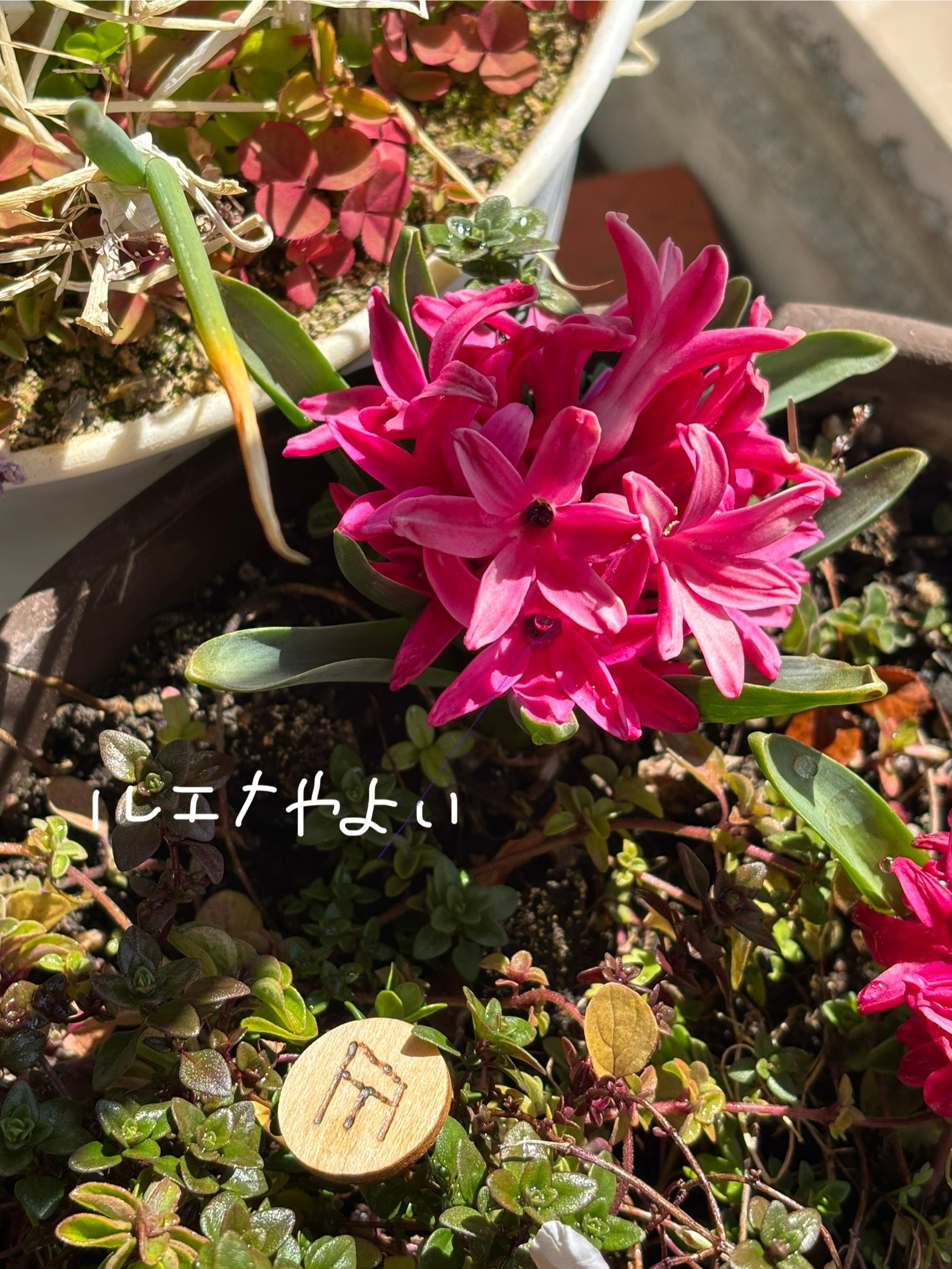 2月24日のルーン