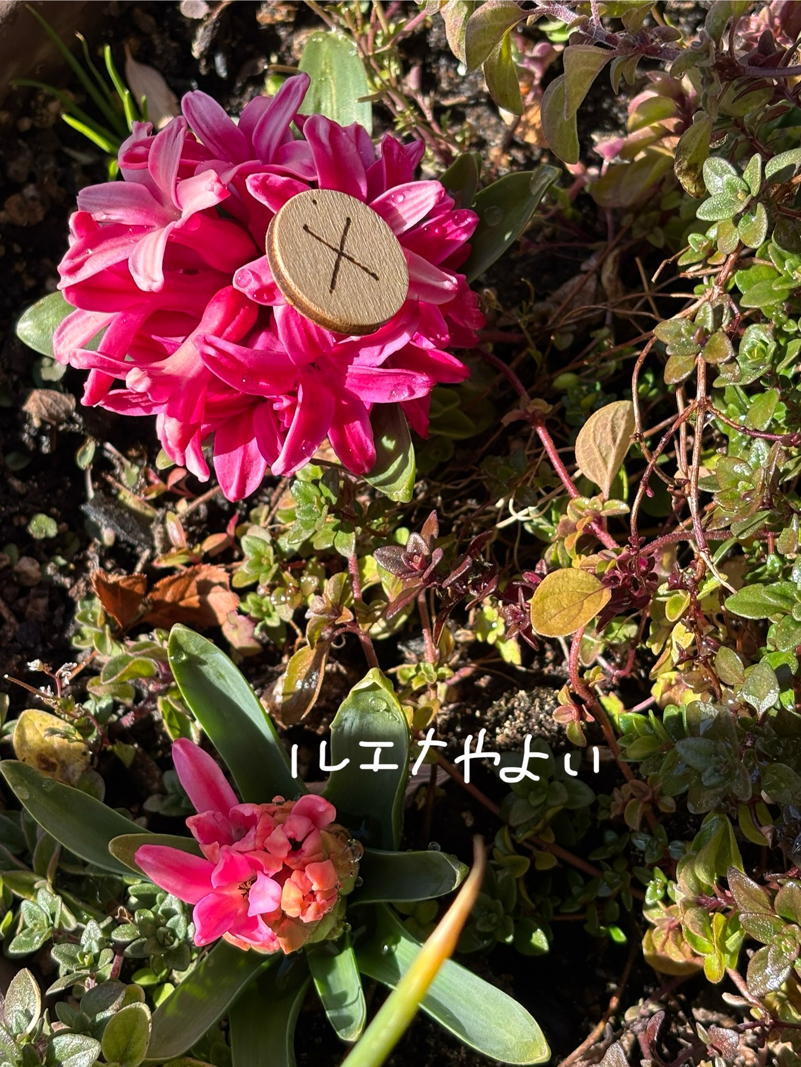 2月12日のルーン。