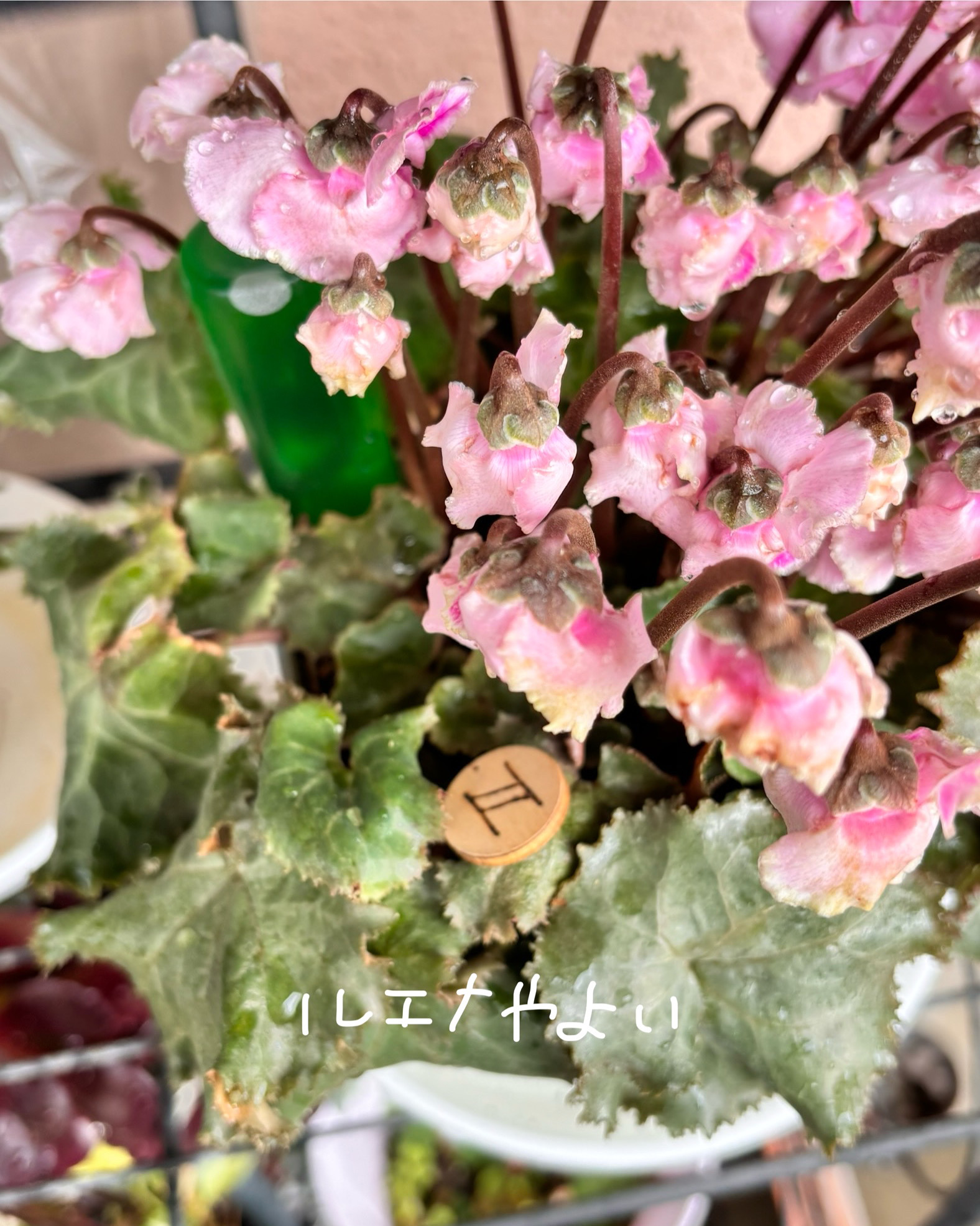 4月27日のルーン