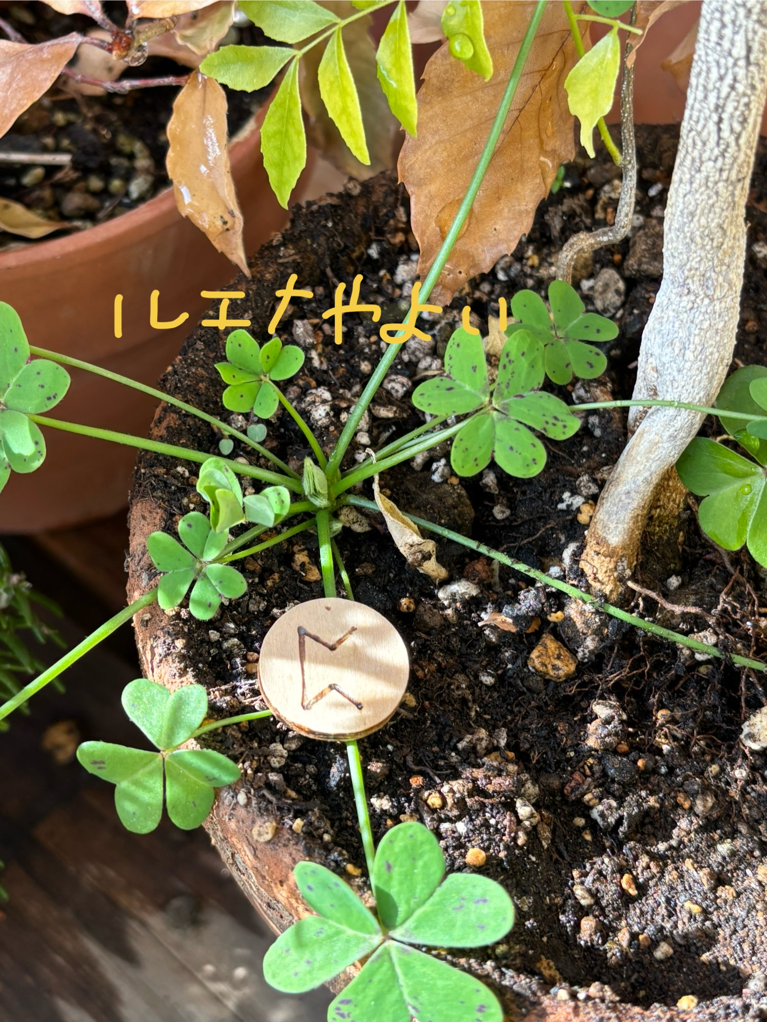 1月4日のルーン