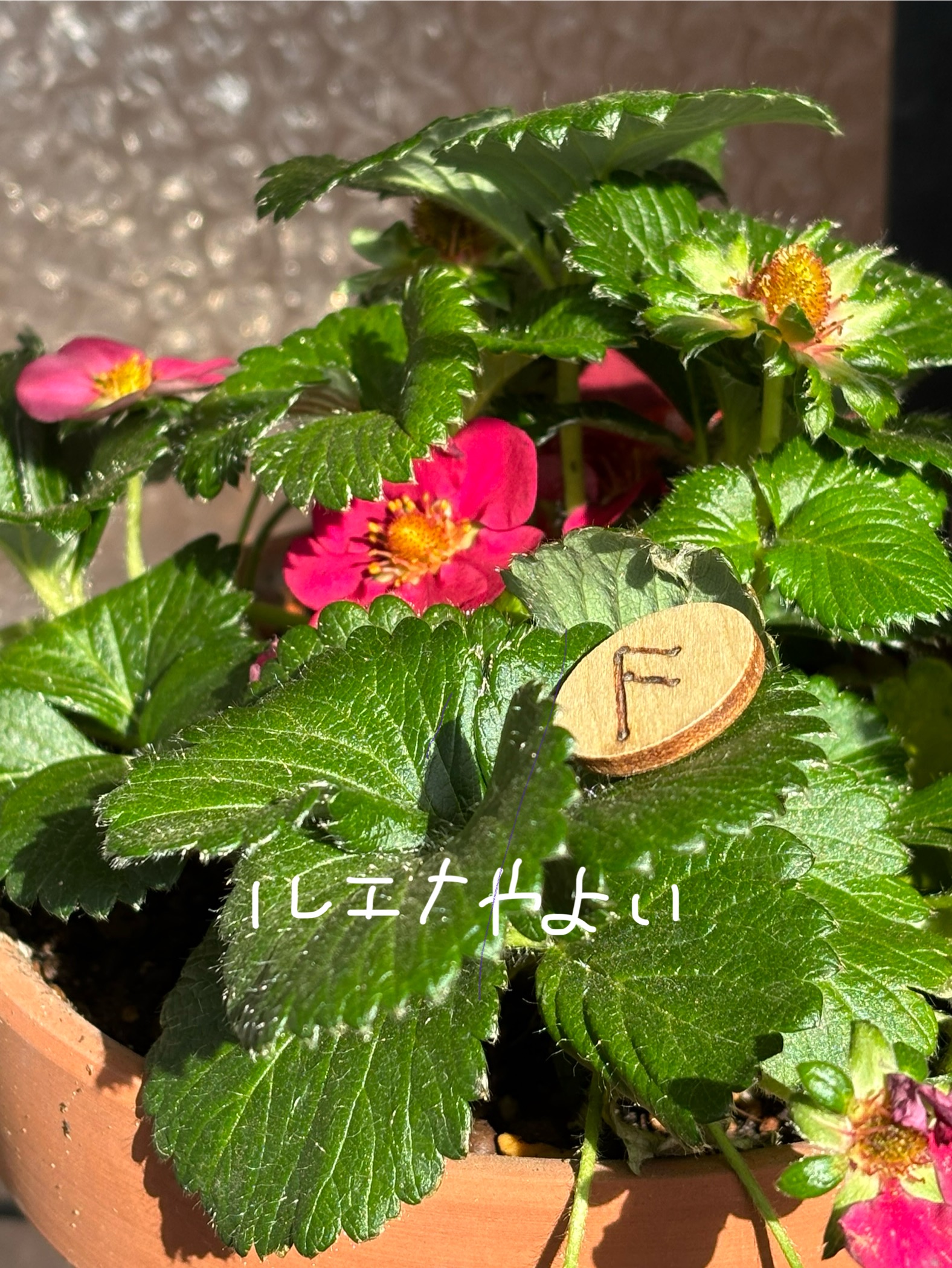 2月15日のルーン