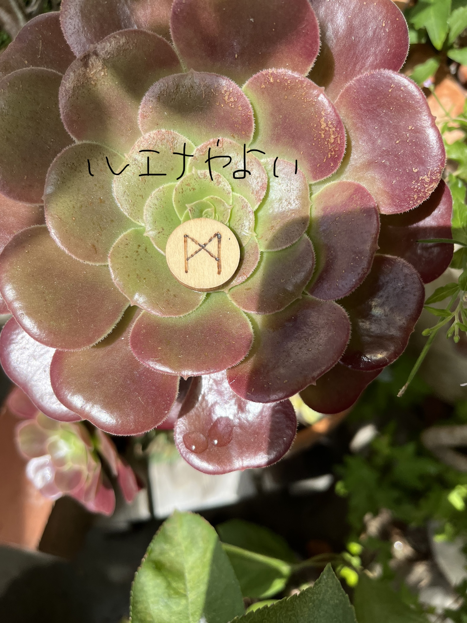 9月15日のルーン