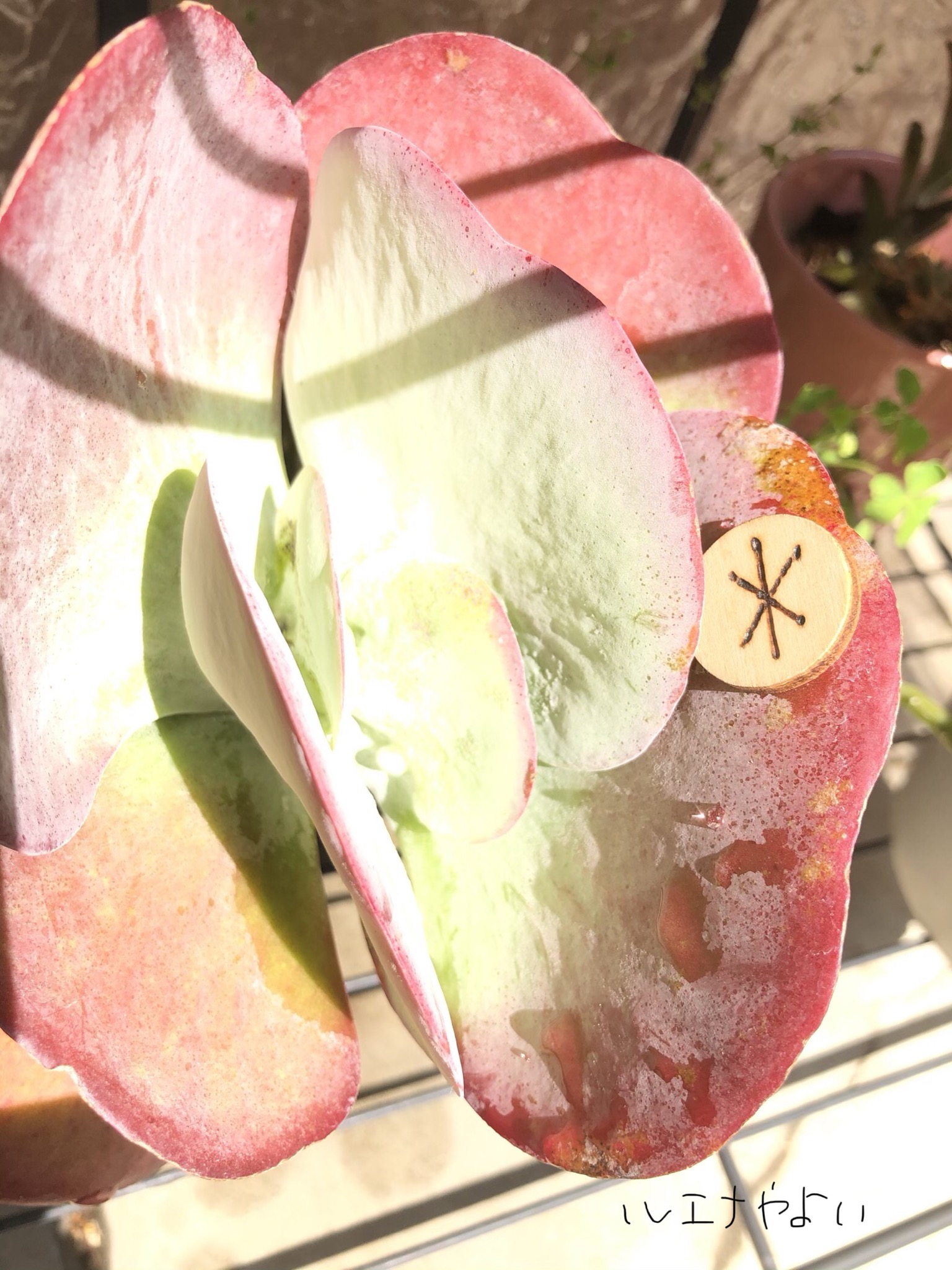 3月29日のルーン