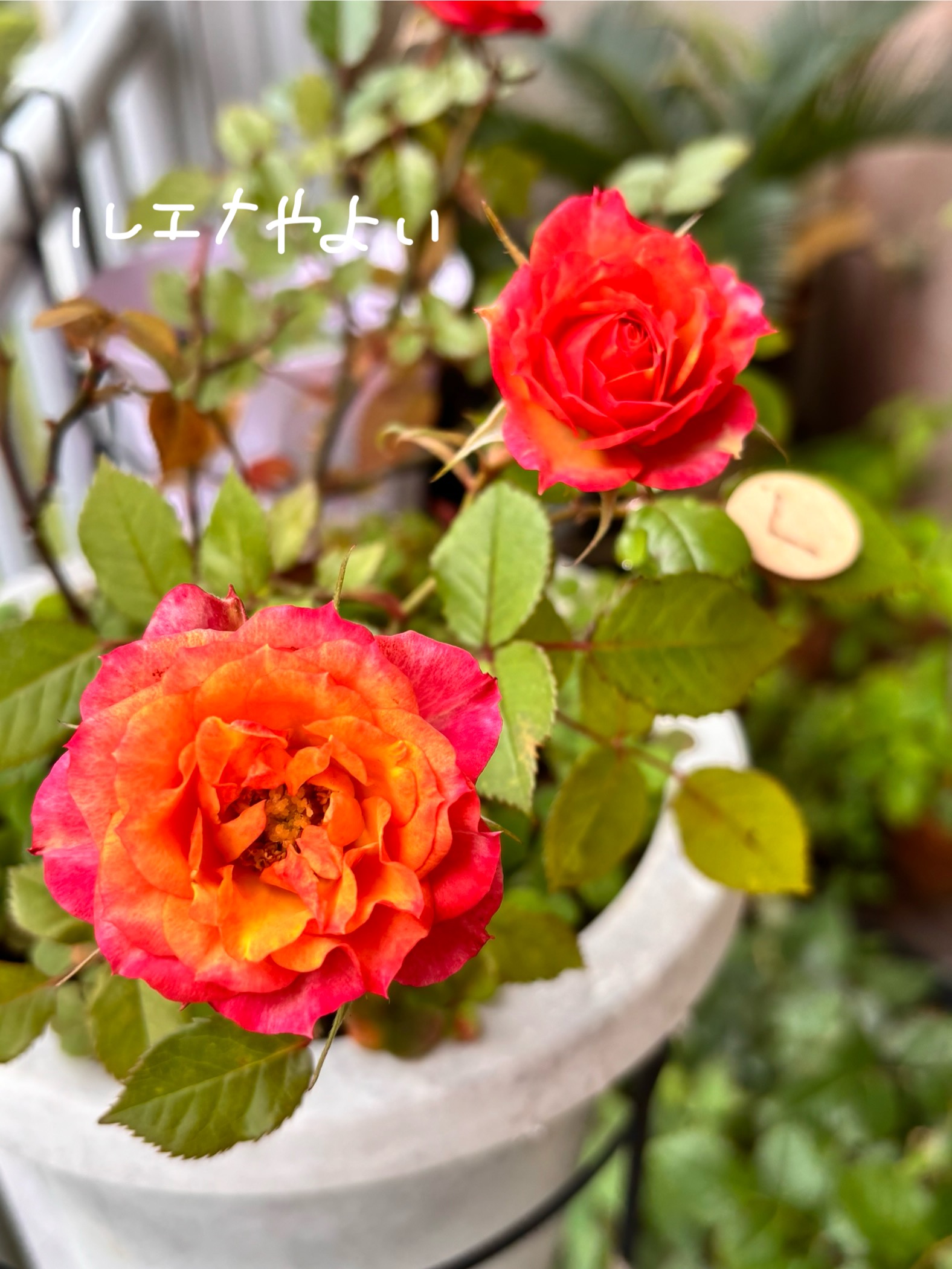 5月21日のルーン