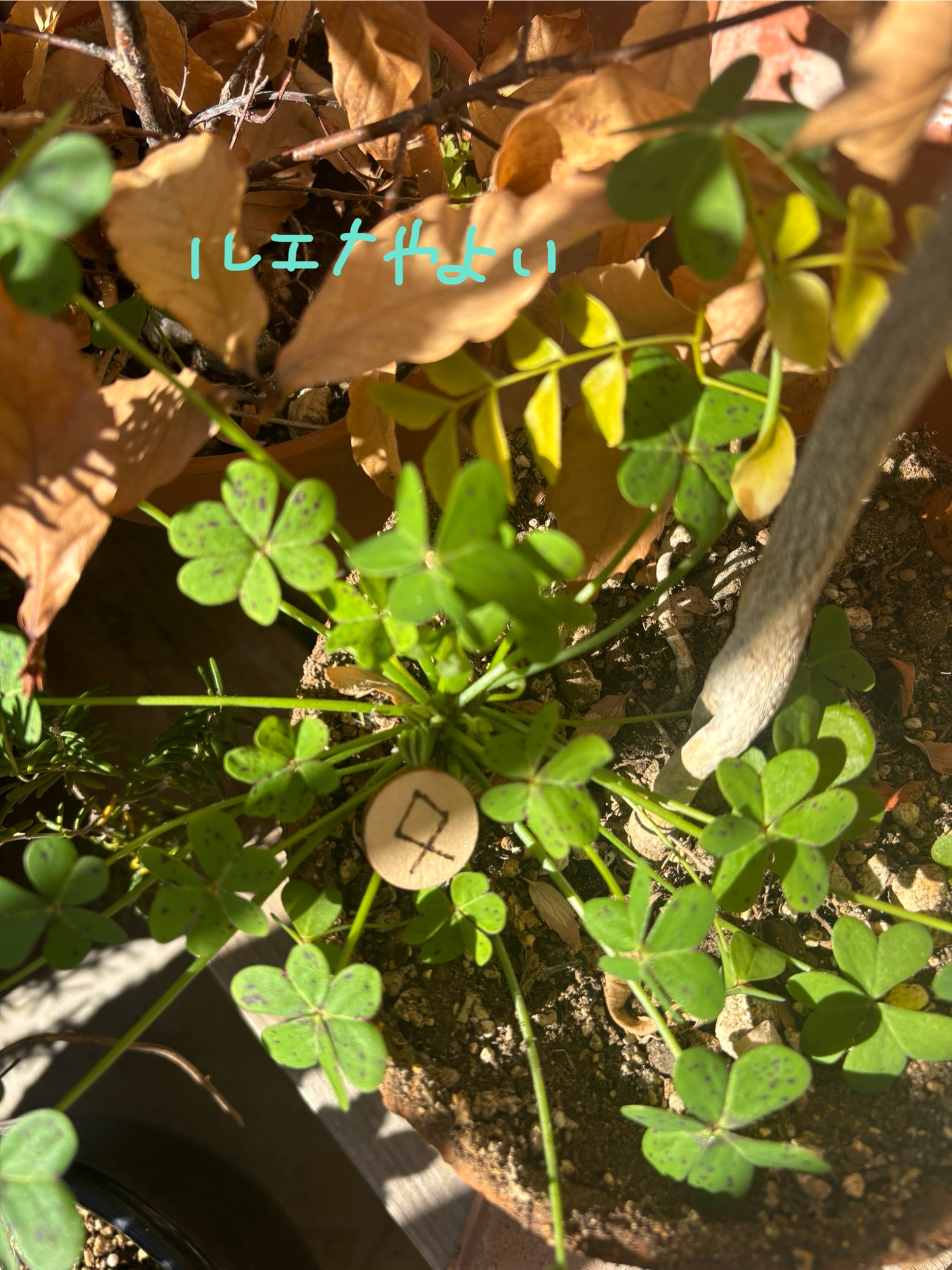 1月30日のルーン