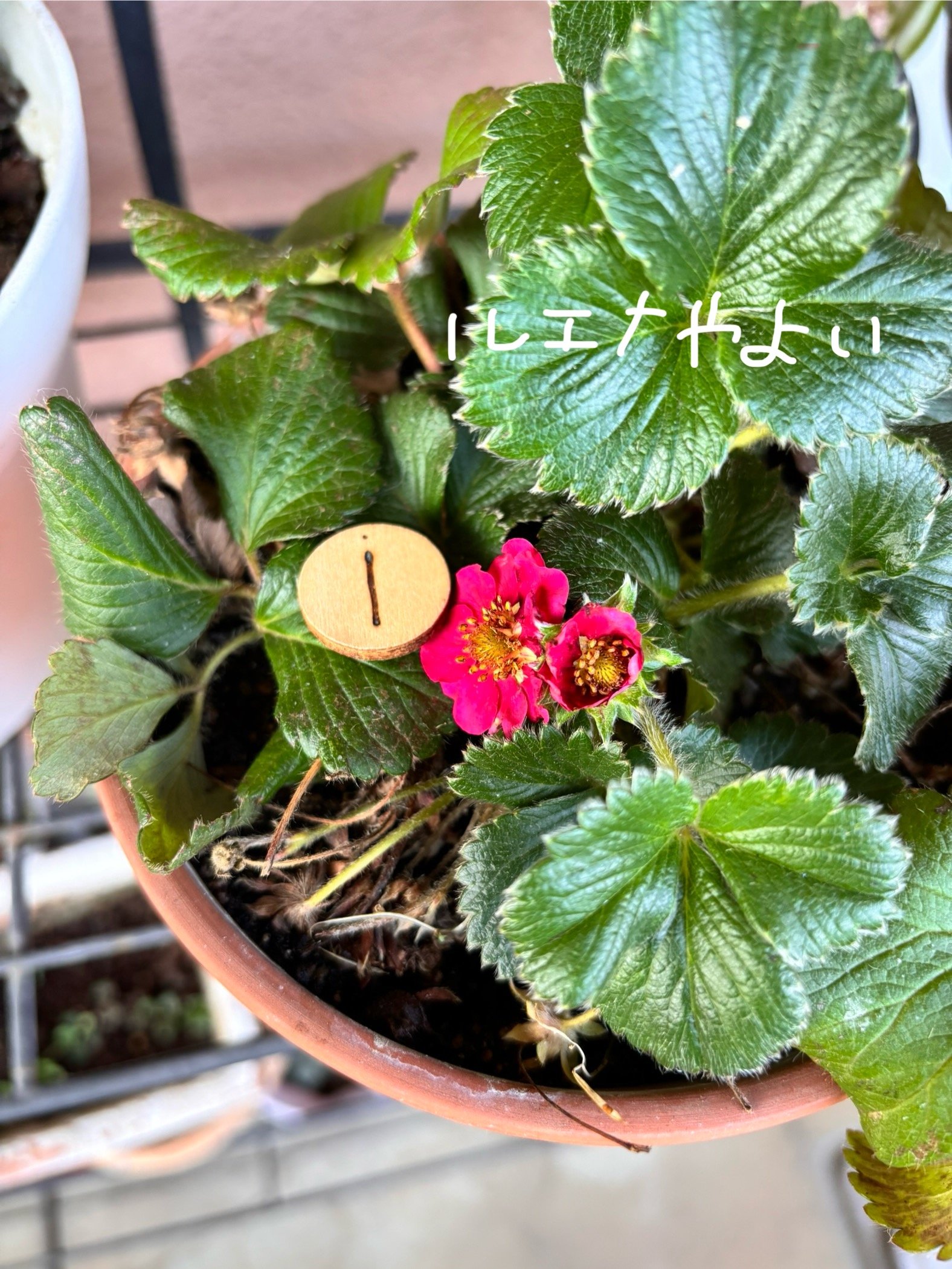 6月6日のルーン