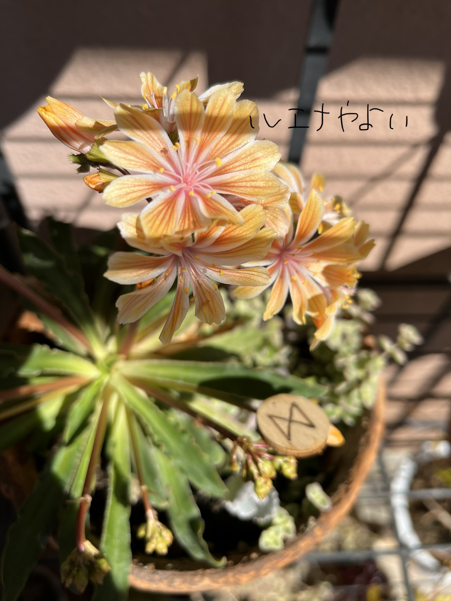 3月1日のルーン