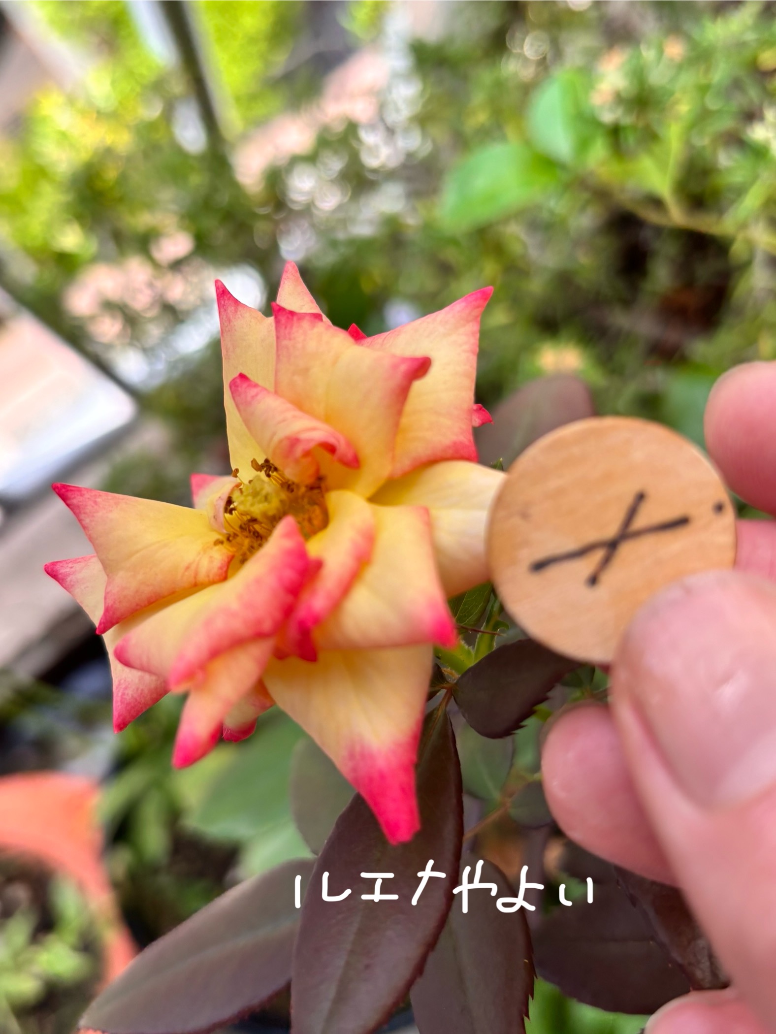 7月11日のルーン