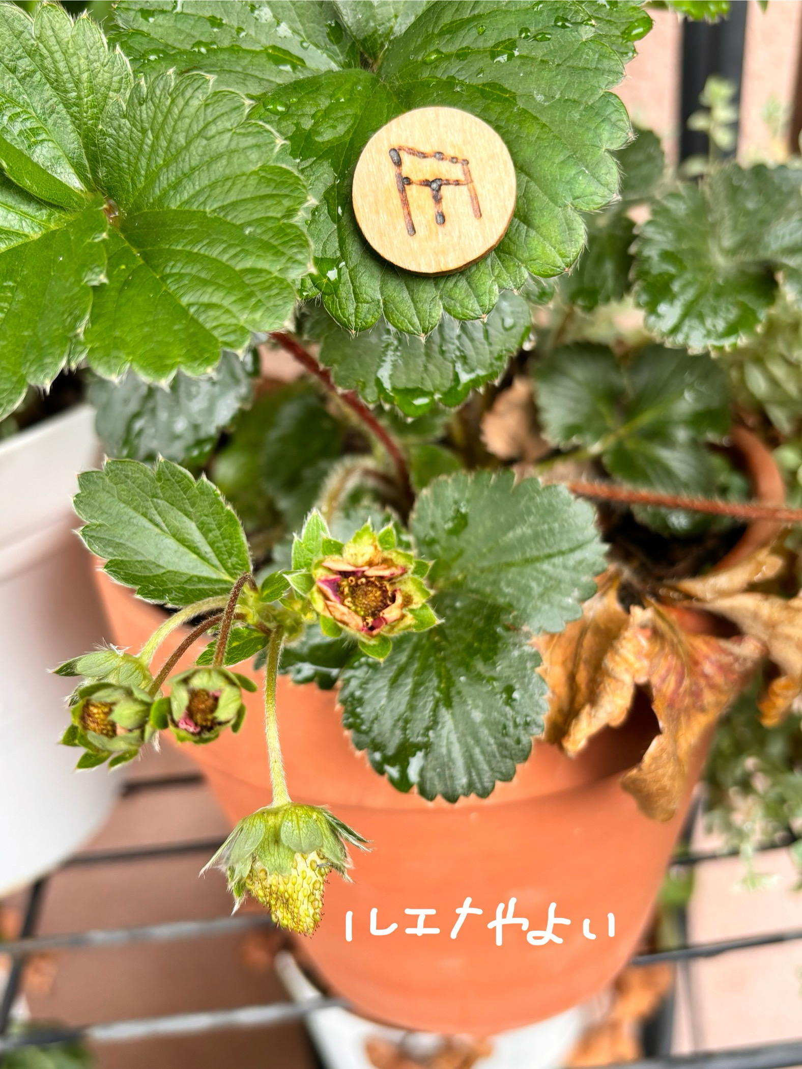7月15日のルーン