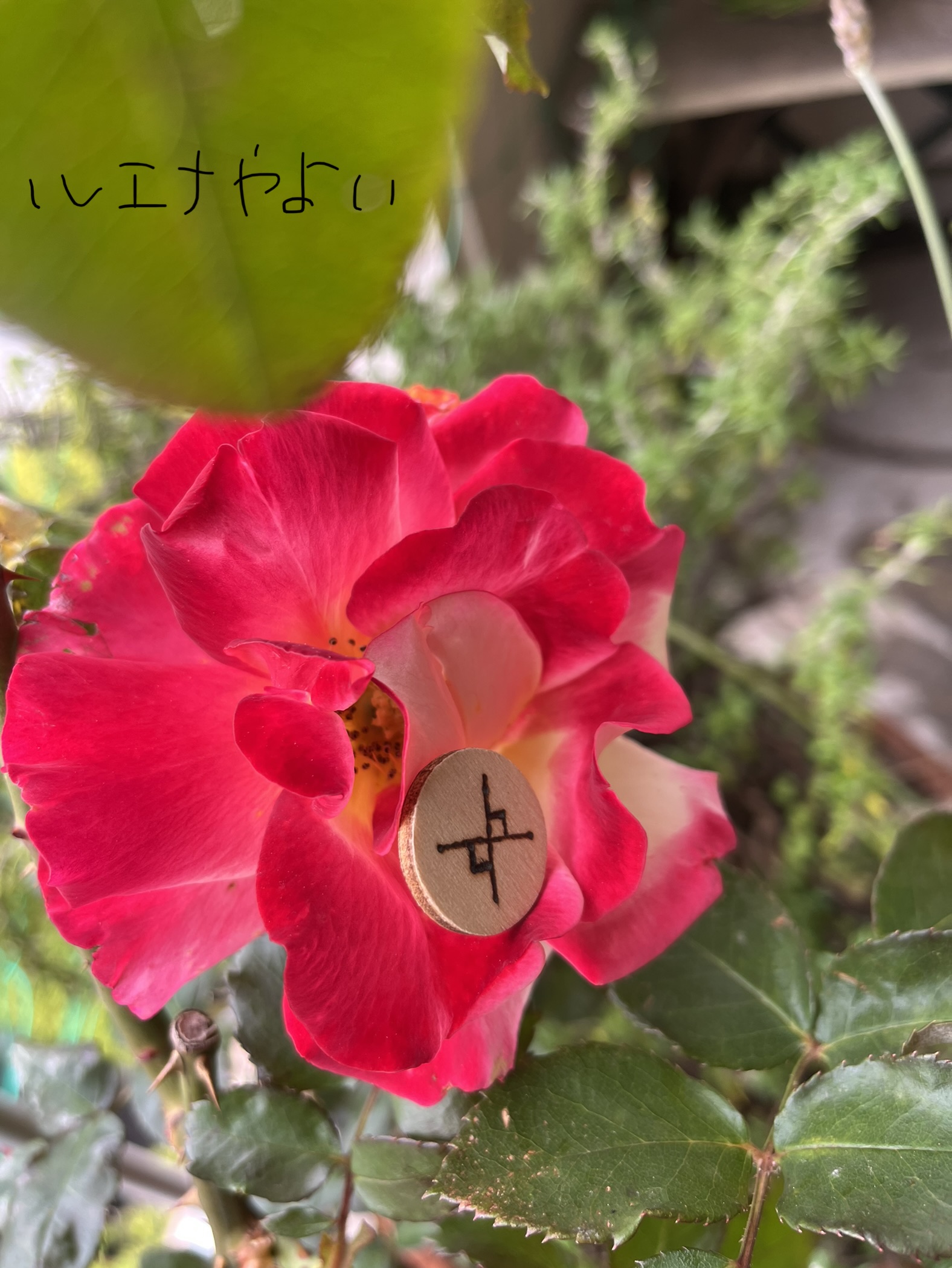 5月15日のルーン