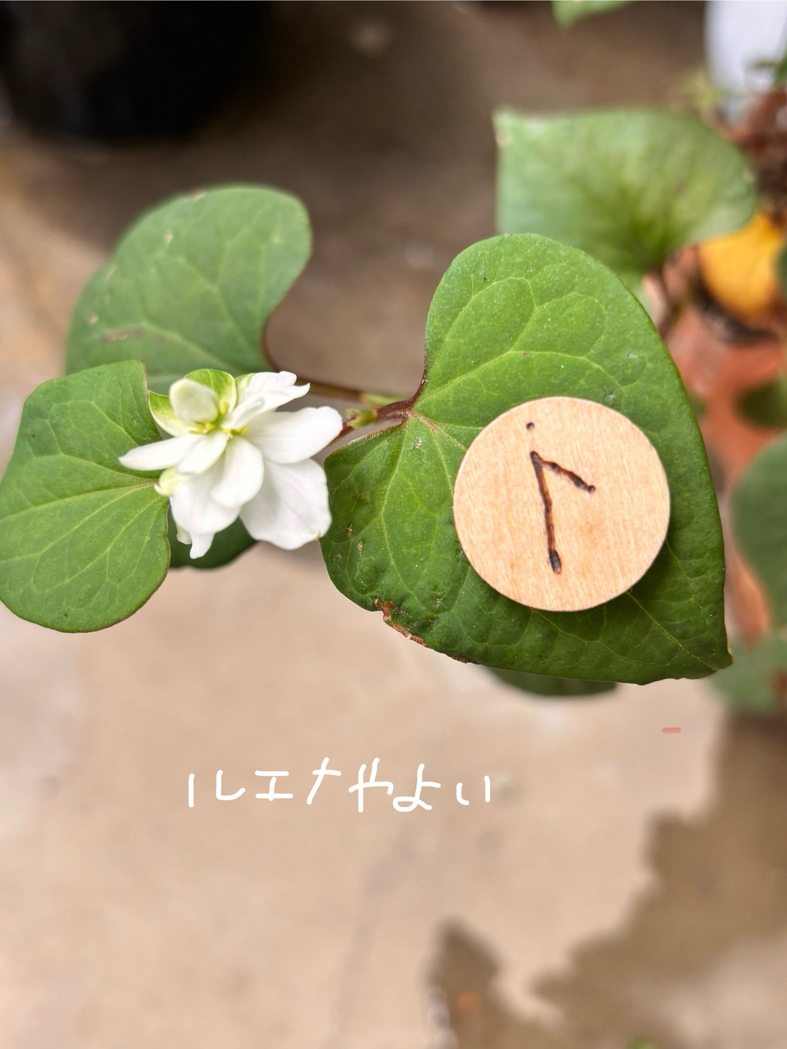 6月4日のルーン