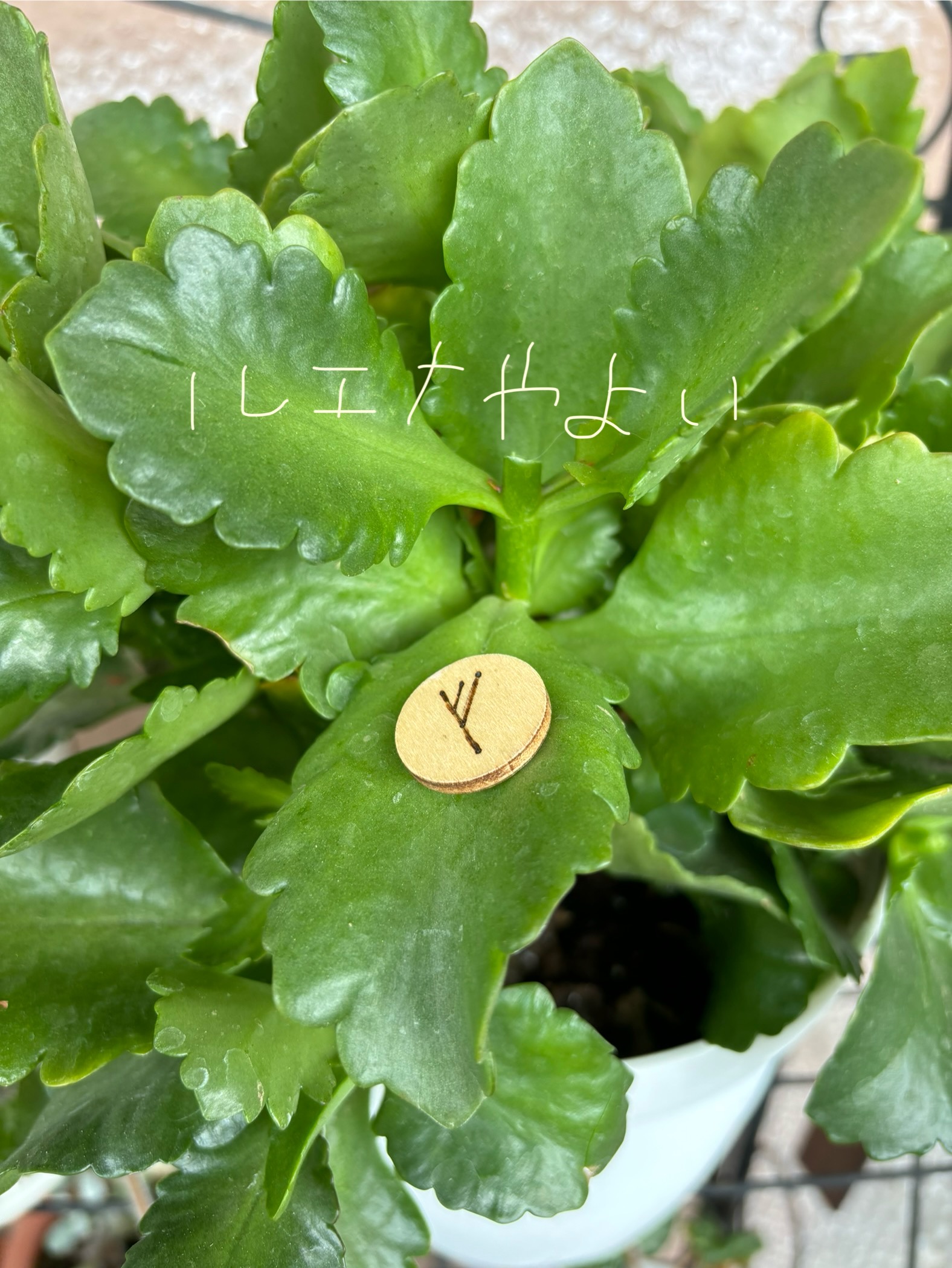 8月10日のルーン