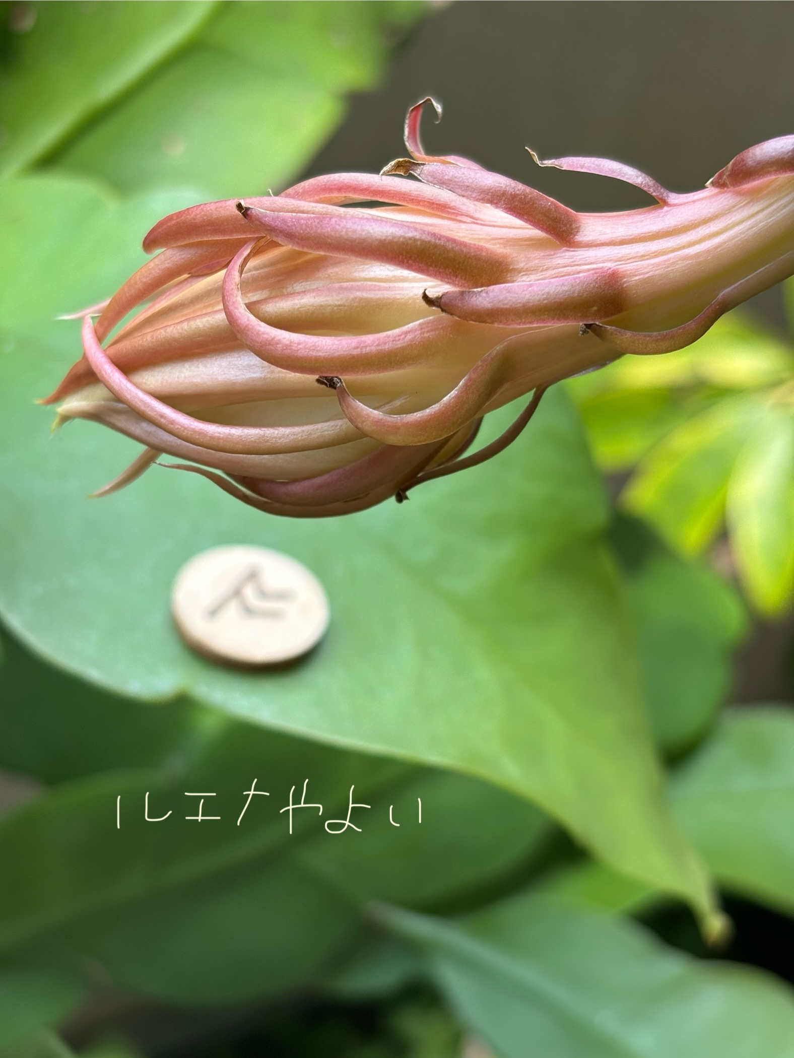 7月1日のルーン