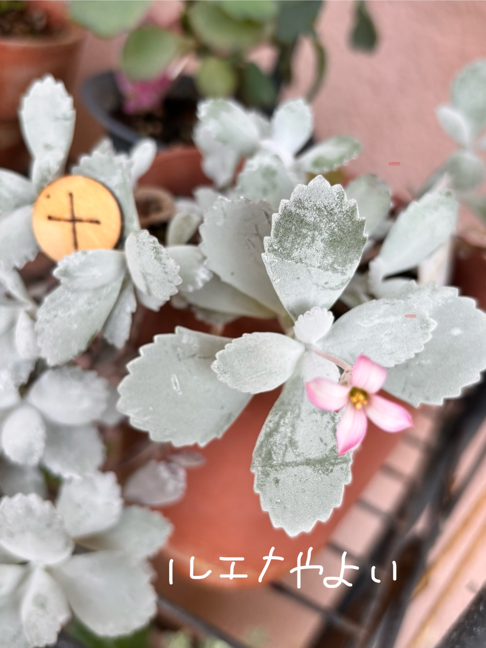 6月21日のルーン