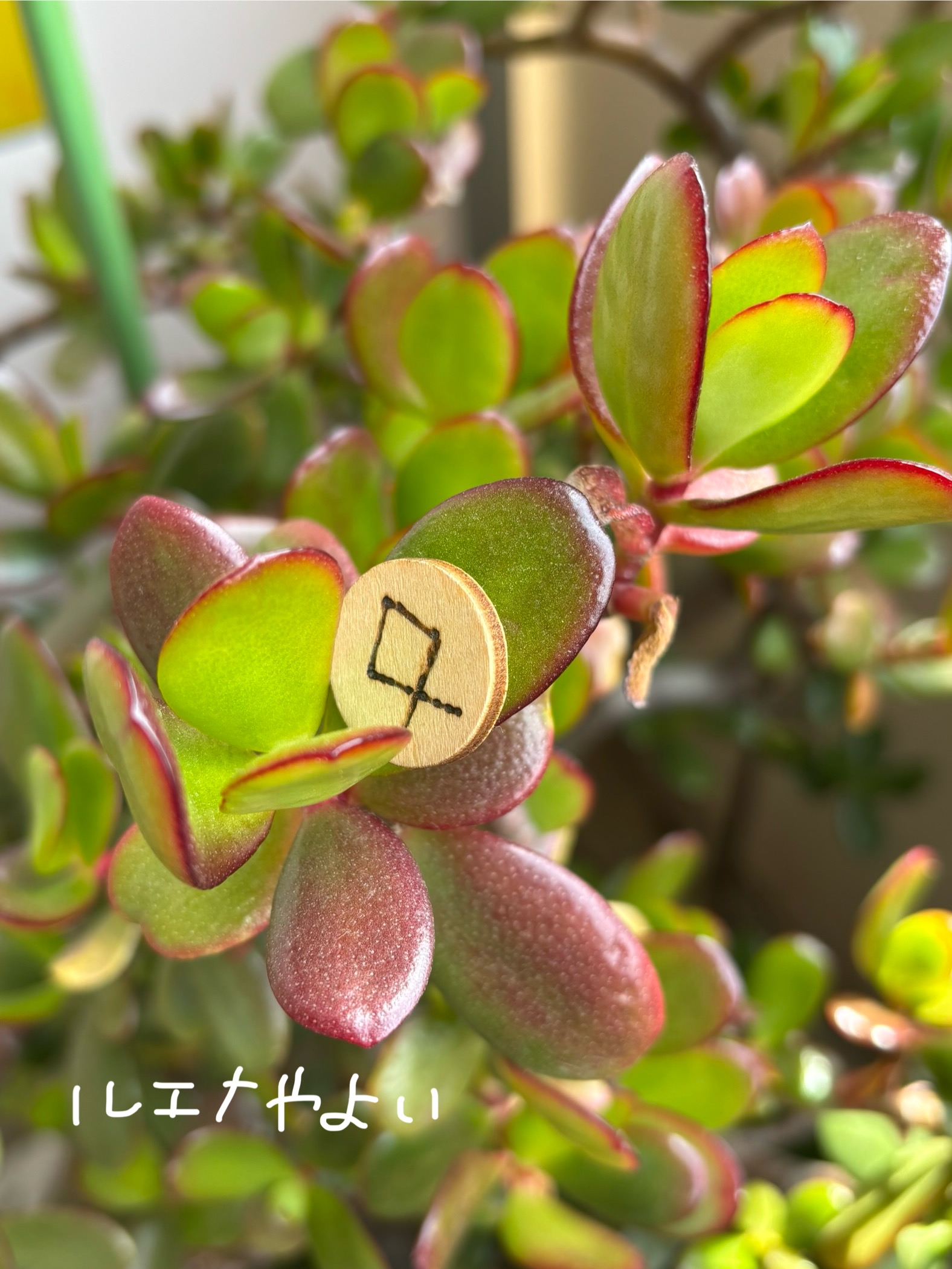 3月16日のルーン。