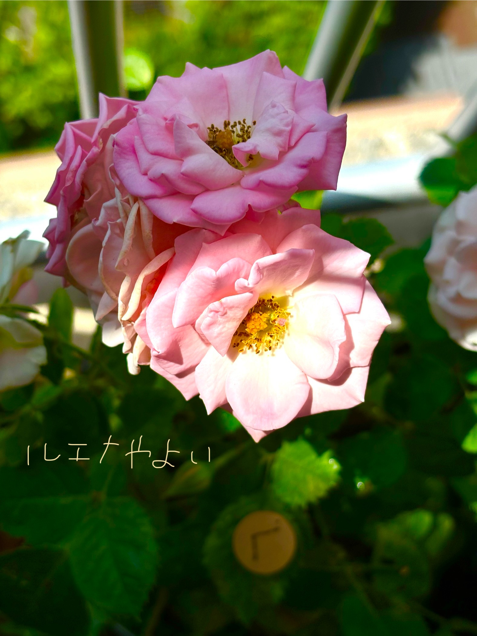 7月9日のルーン