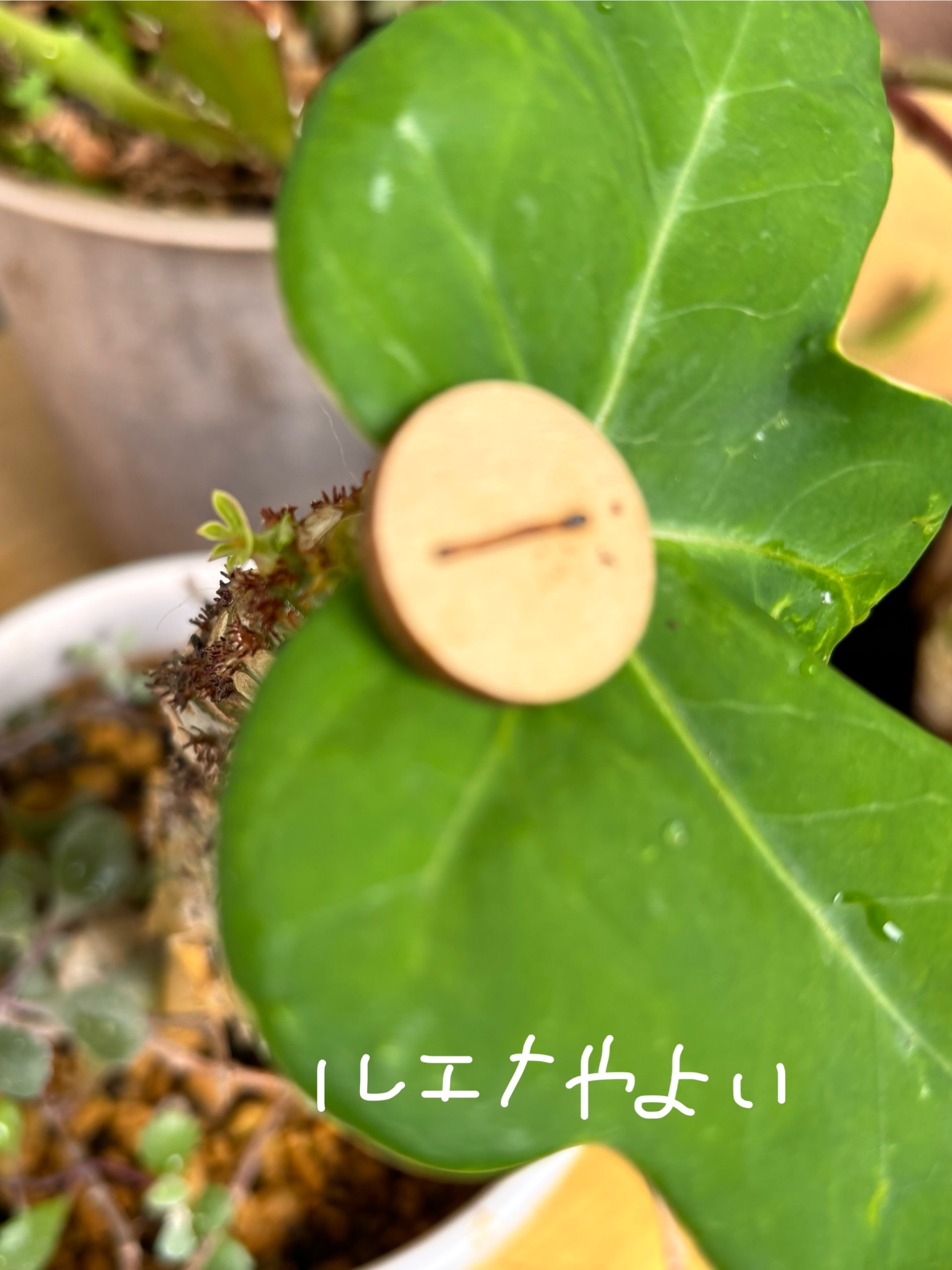 6月30日のルーン。