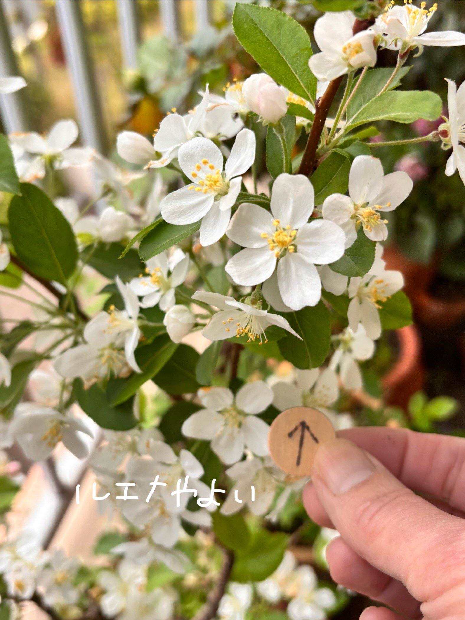 4月22日のルーン