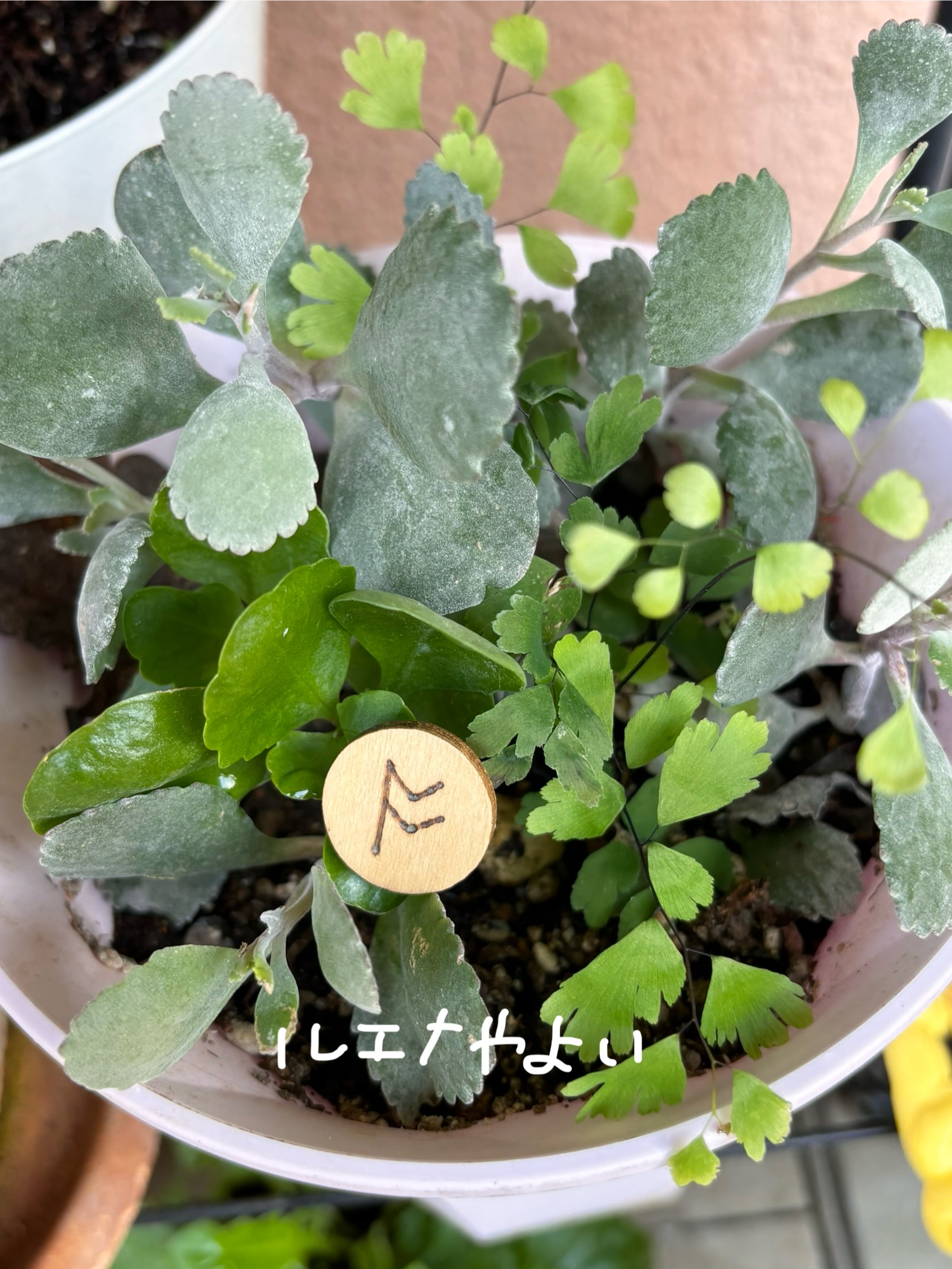 7月24日のルーン
