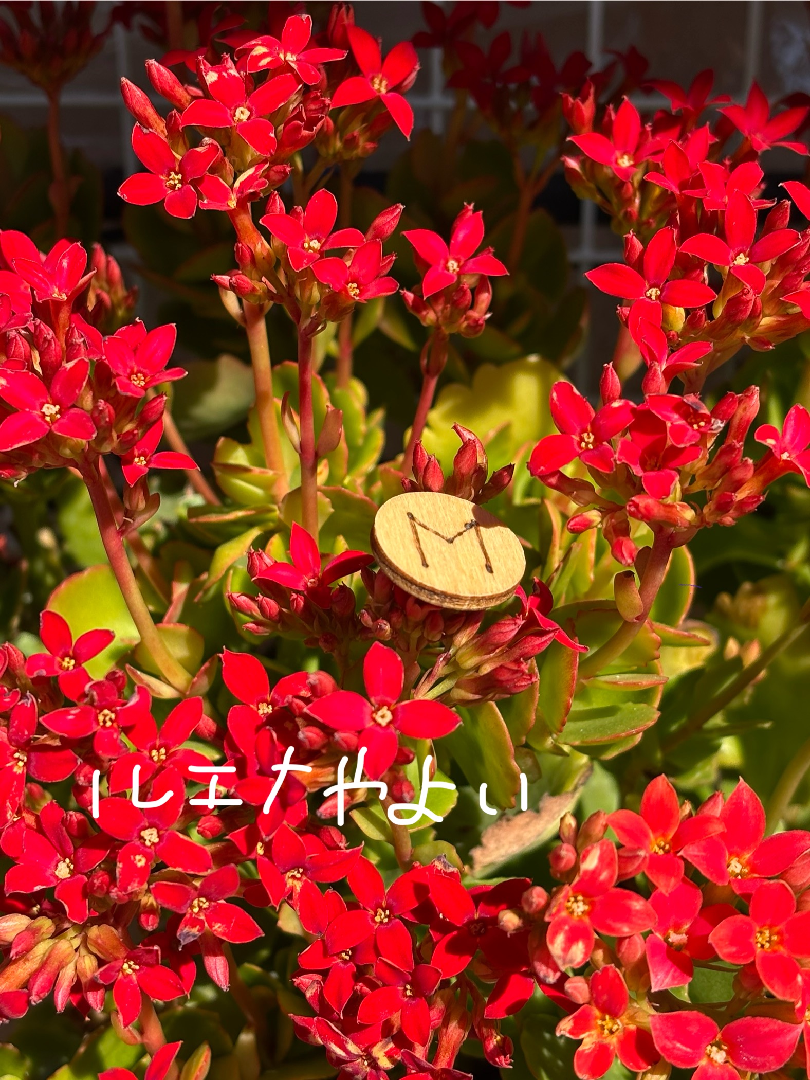 2月11日のルーン