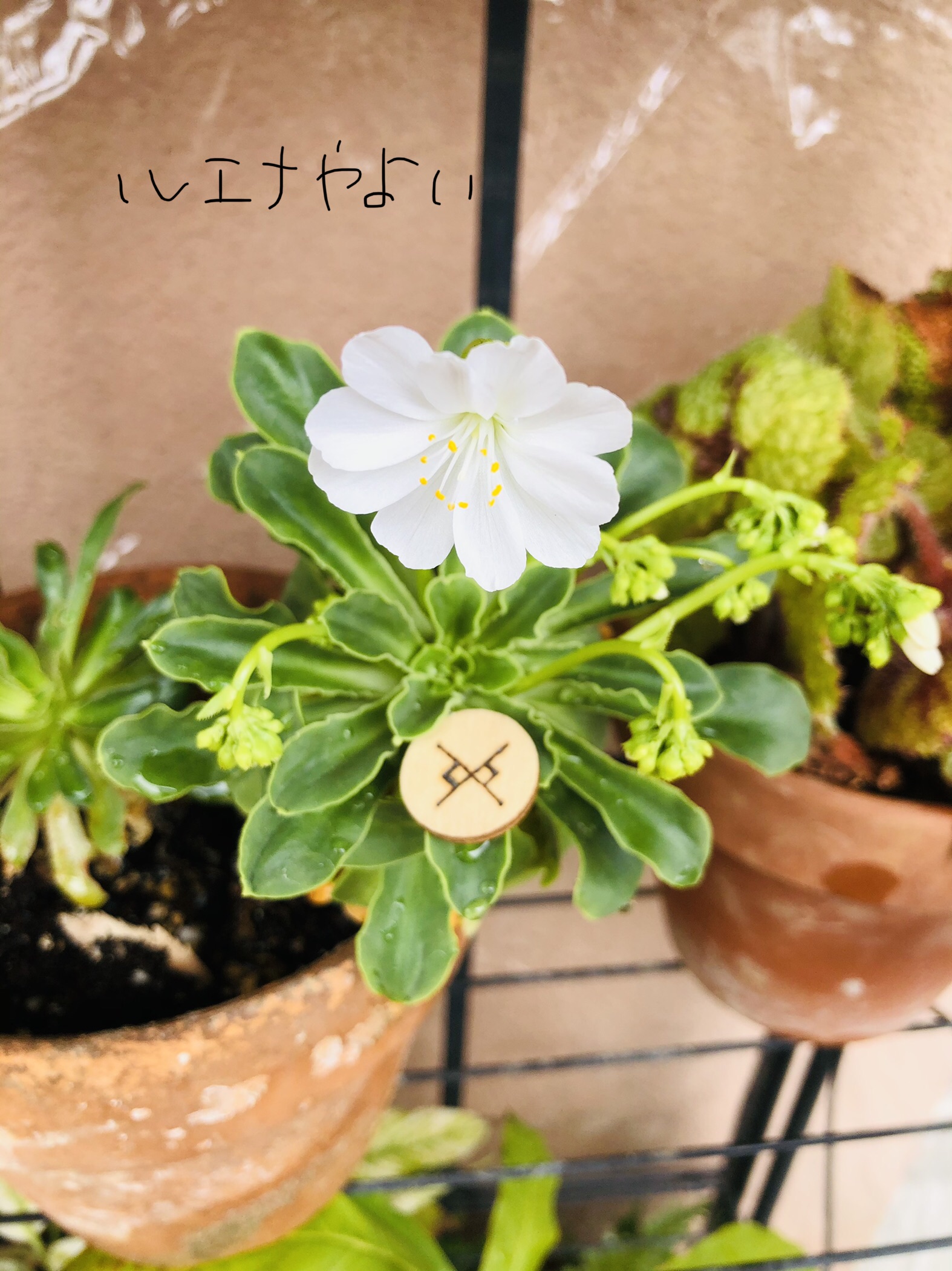 1月12日のルーン